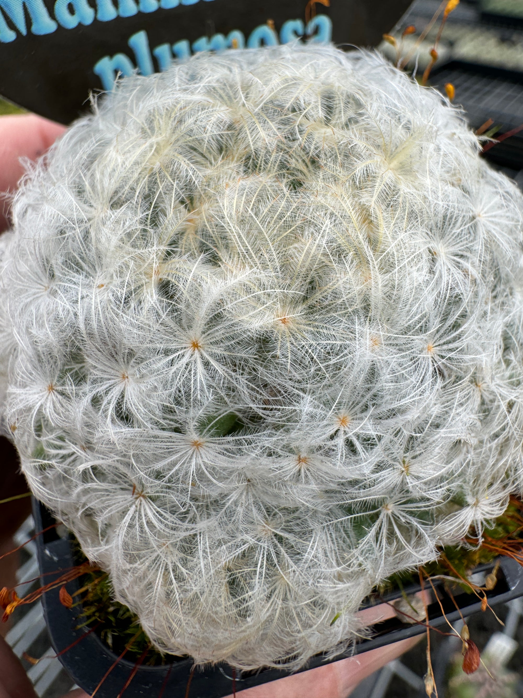 Mammillaria plumosa – Feather Cactus