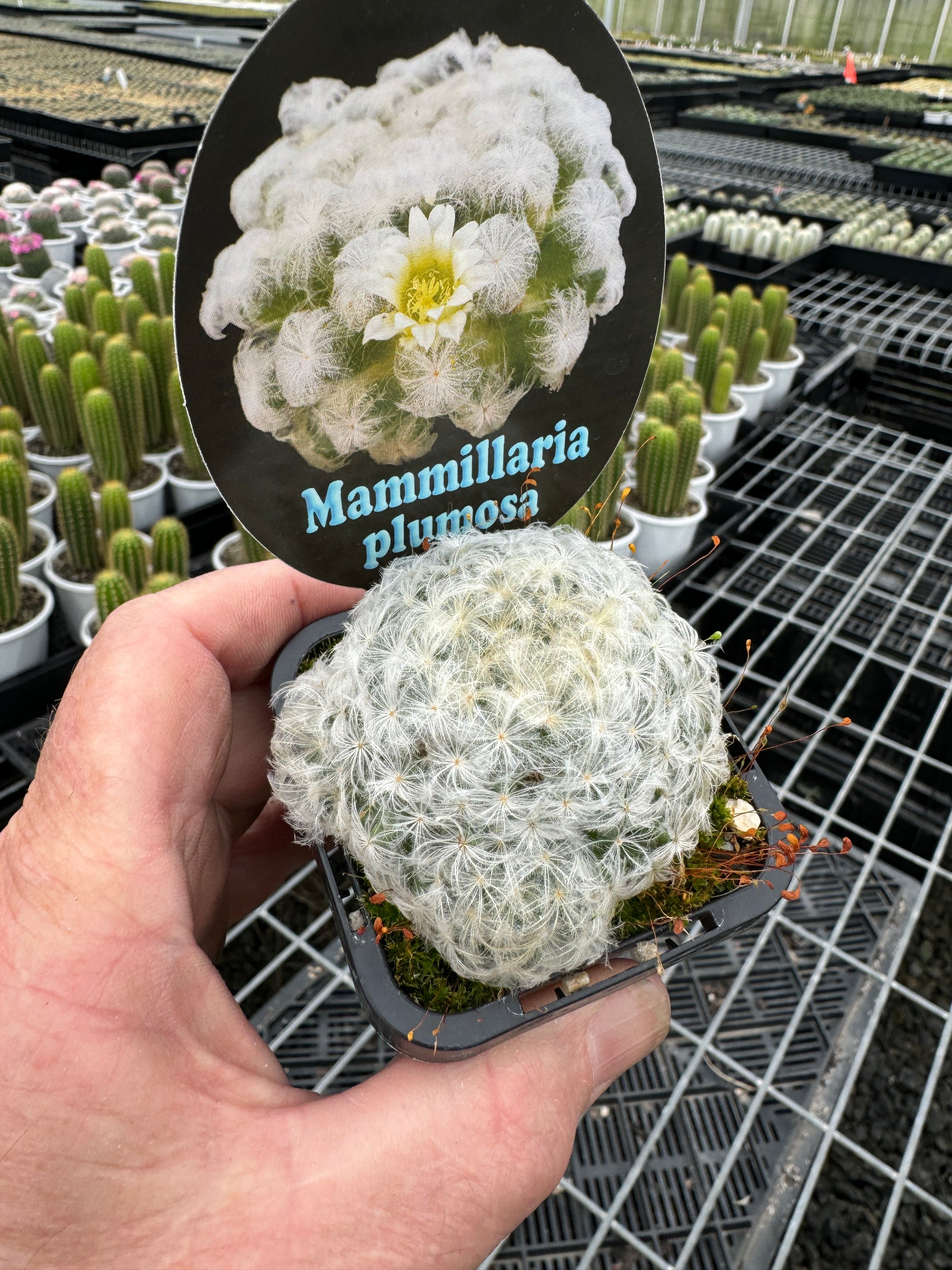 Mammillaria plumosa – Feather Cactus