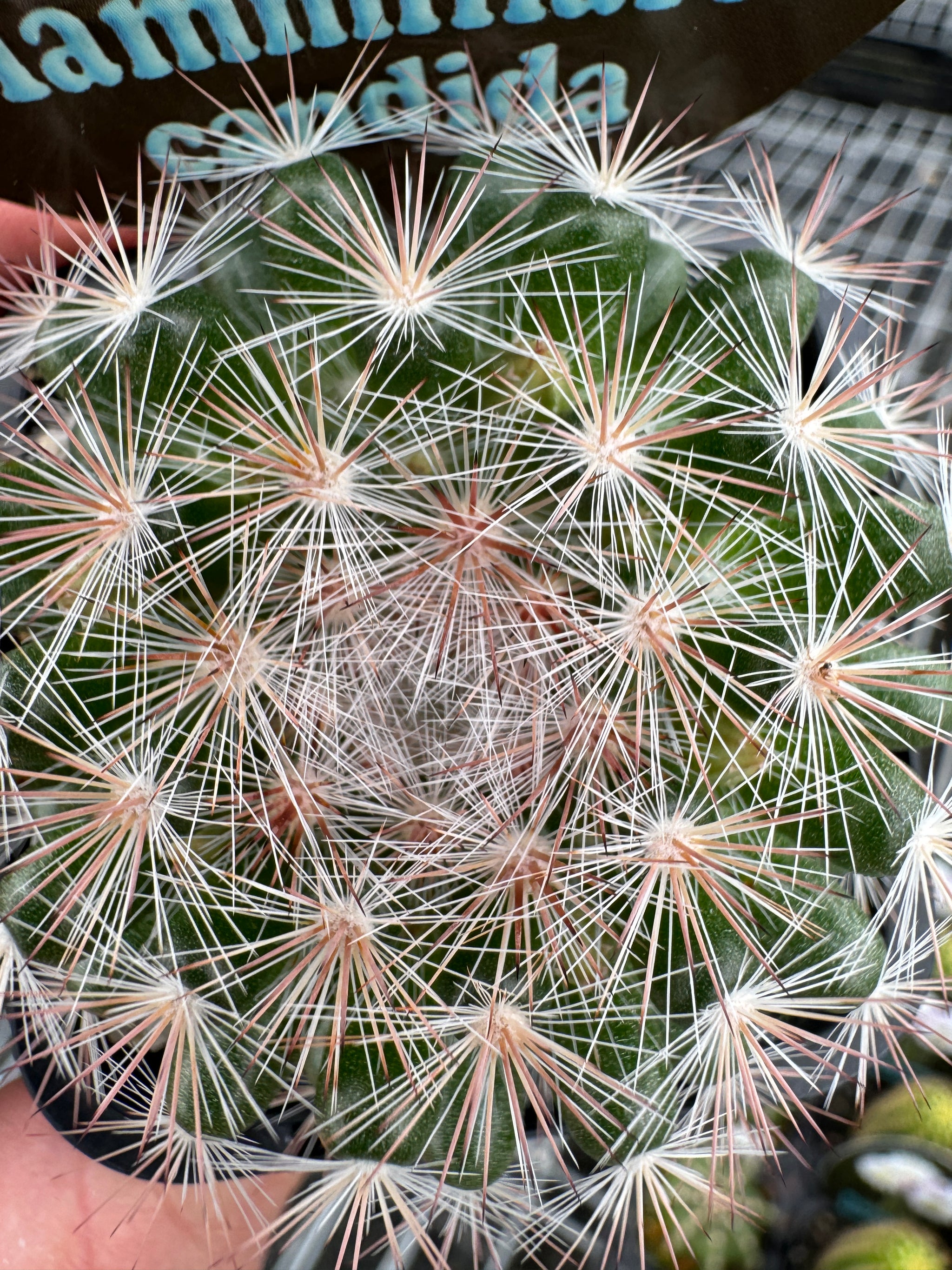 Mammillaria candida 'The Snowball Cactus'