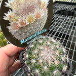 Mammillaria candida – Snowball Cactus