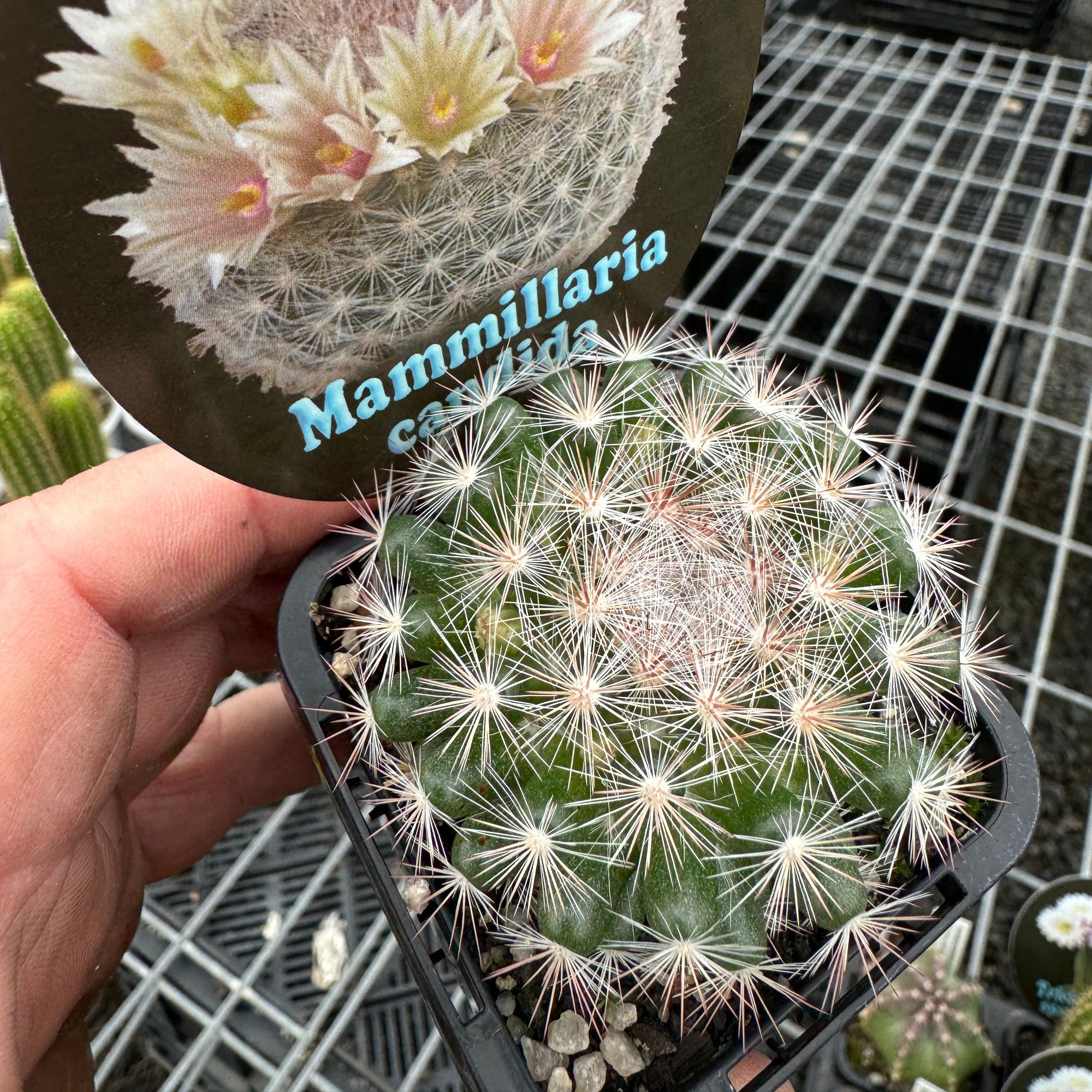 mammillaria succulent Mammillaria candida