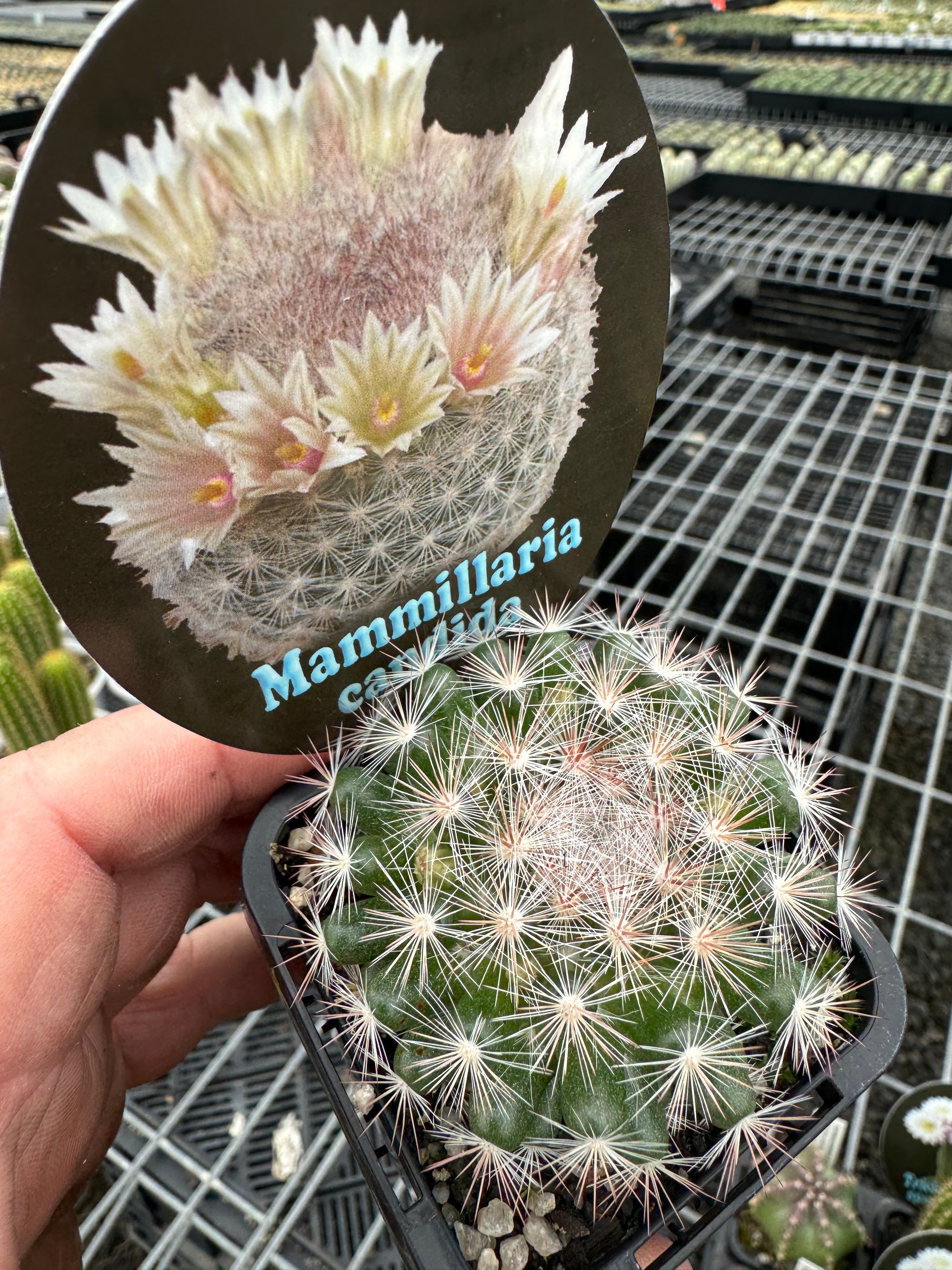 Mammillaria candida 'The Snowball Cactus'