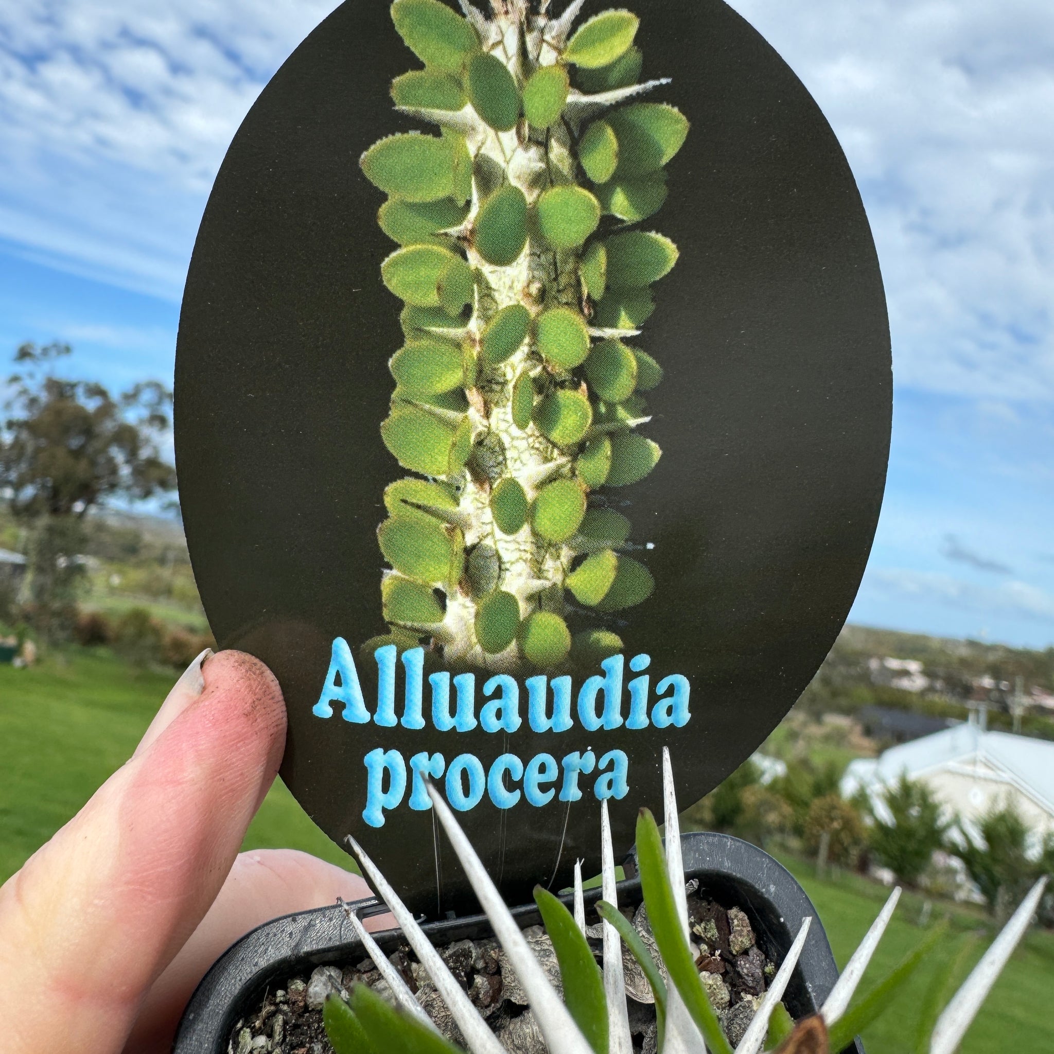 Alluaudia procera