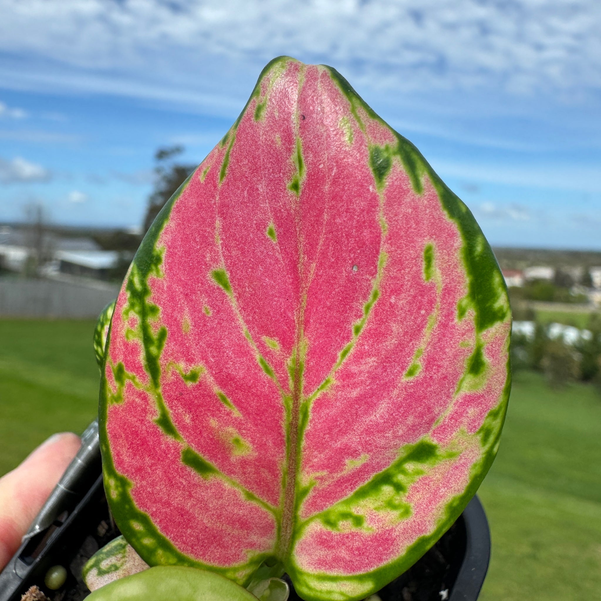 aglaonema australia Aglaonema 'Beauty' – Collectors Online