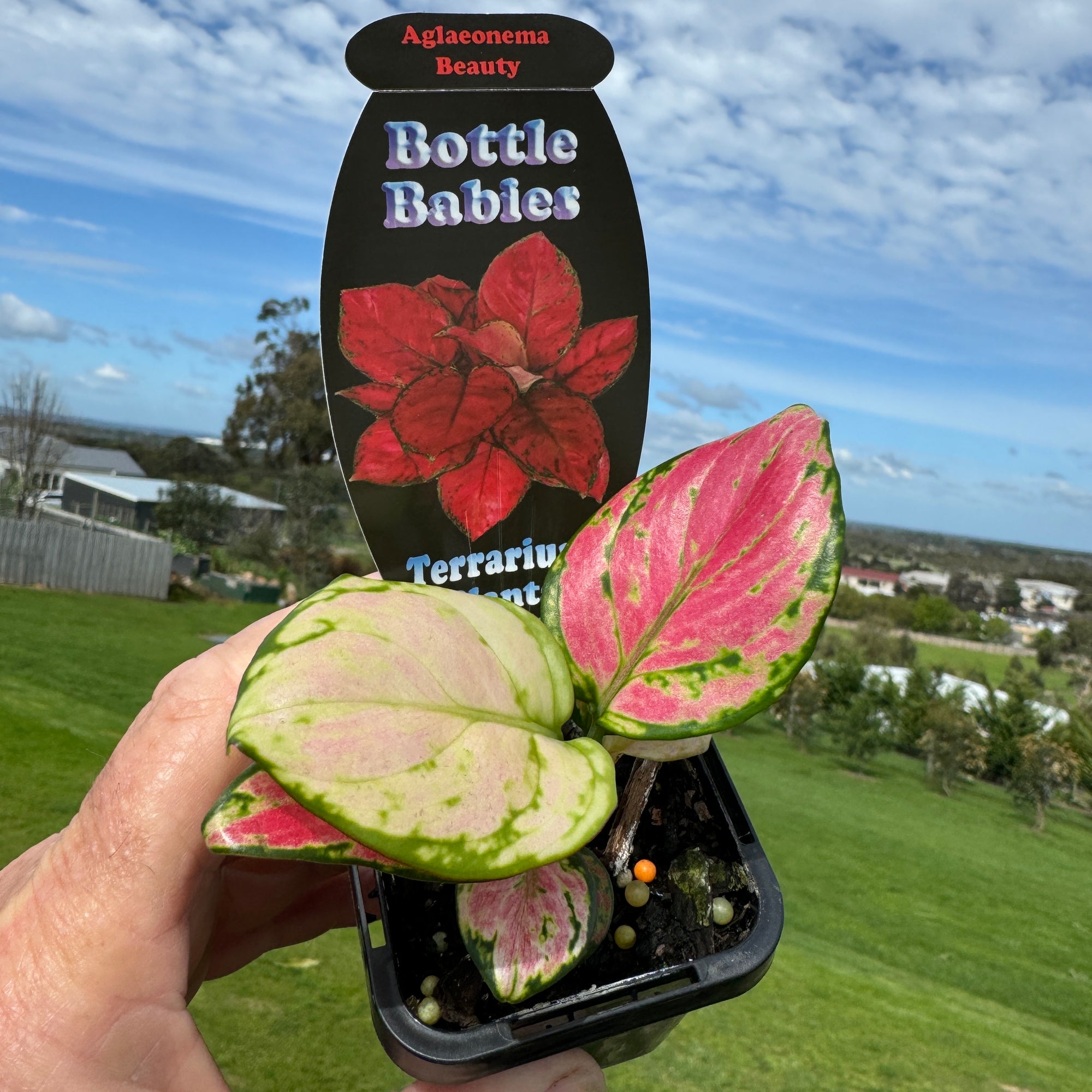 Aglaonema 'Beauty'