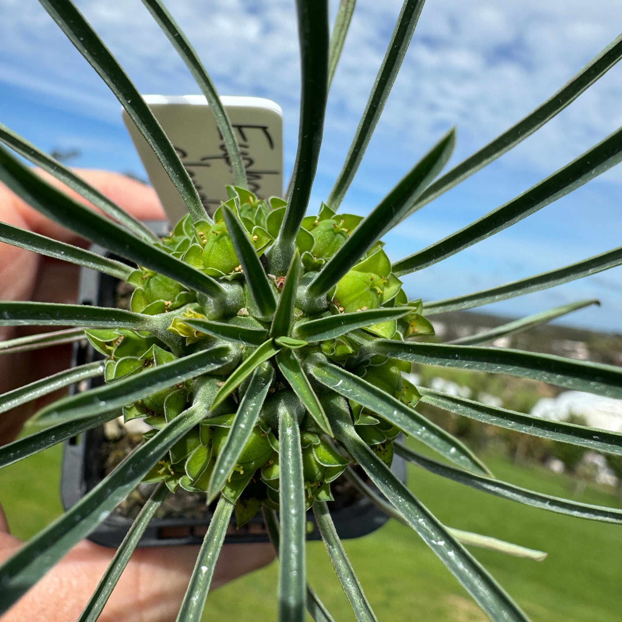 Euphorbia clandestina  Not For WA