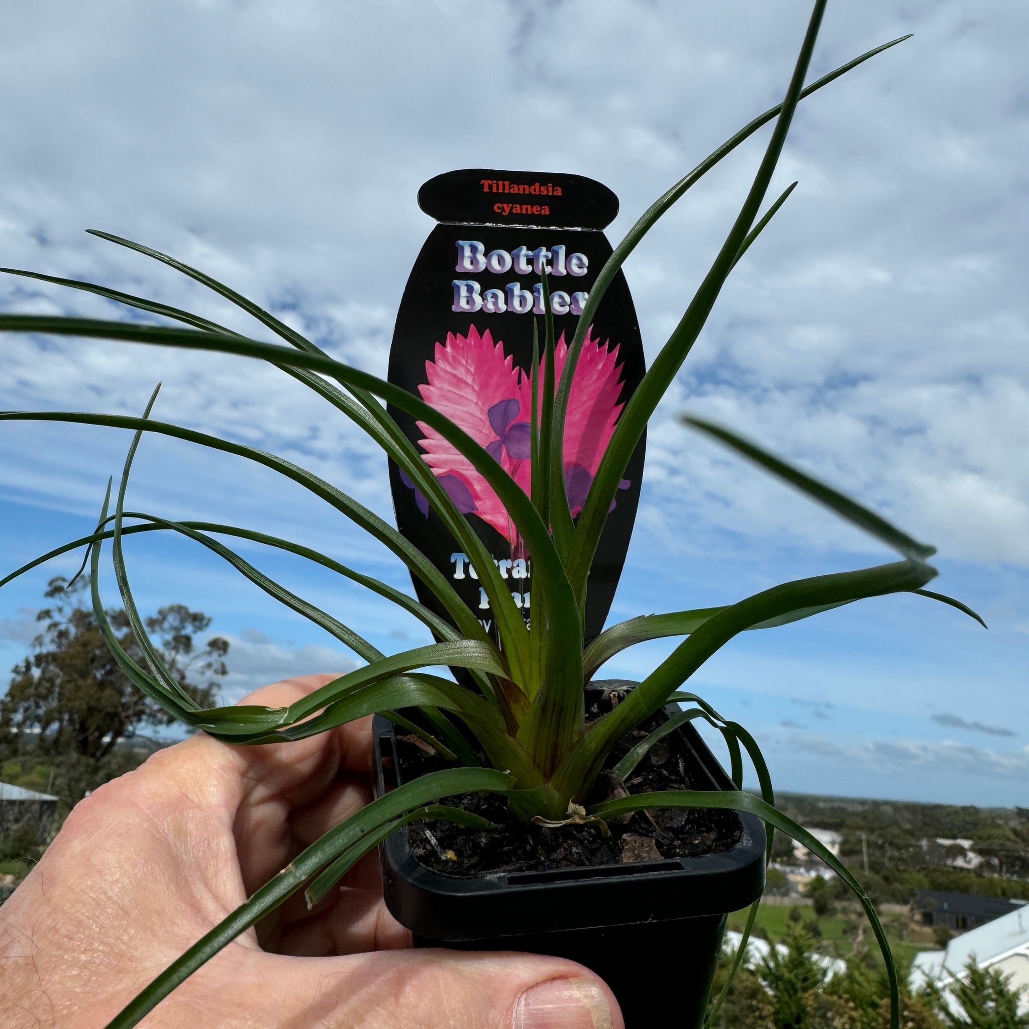 Tillandsia cyanea 'The Pink Quill'