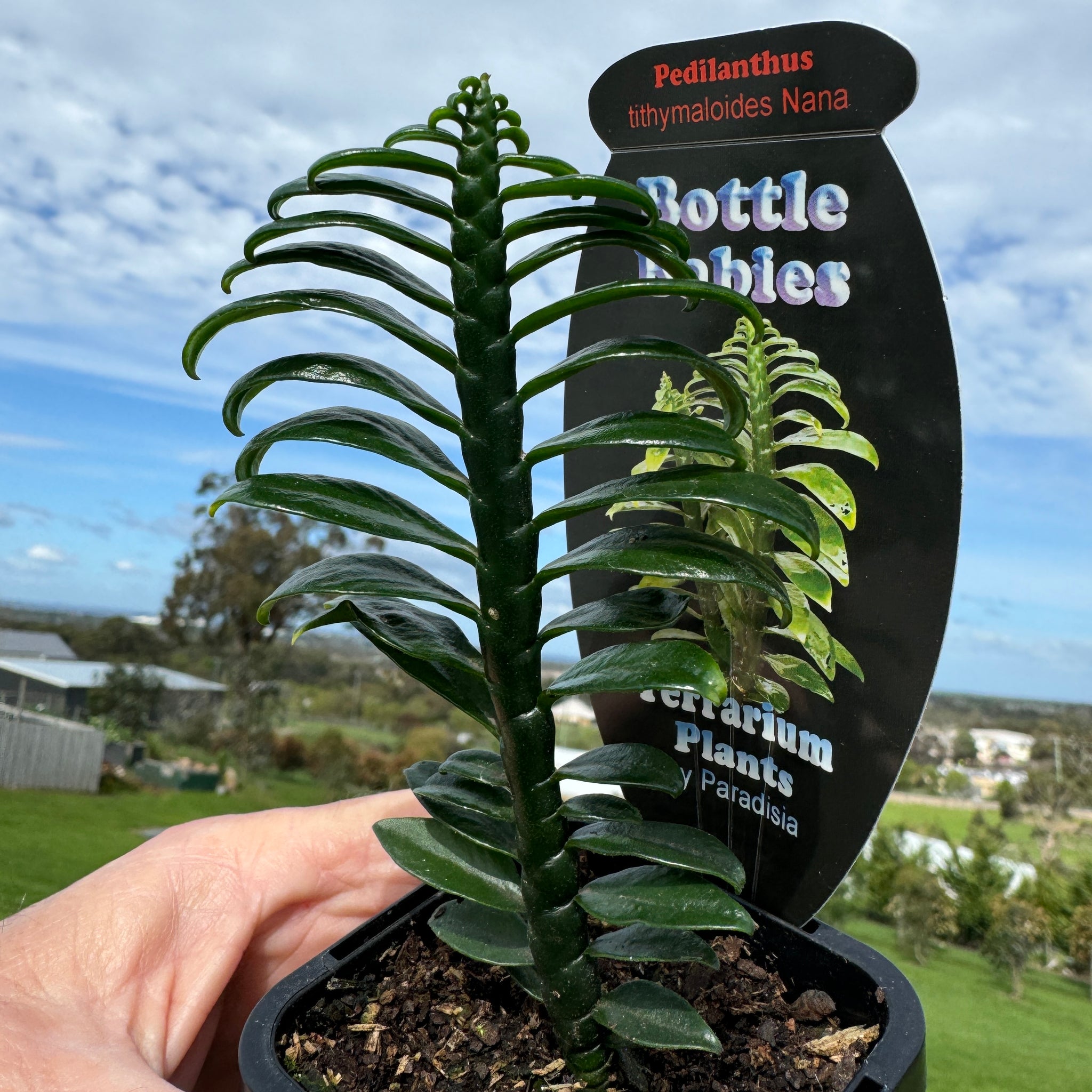 Pedilanthus tithymaloides Nana 'Dwarf Devil's Backbone'