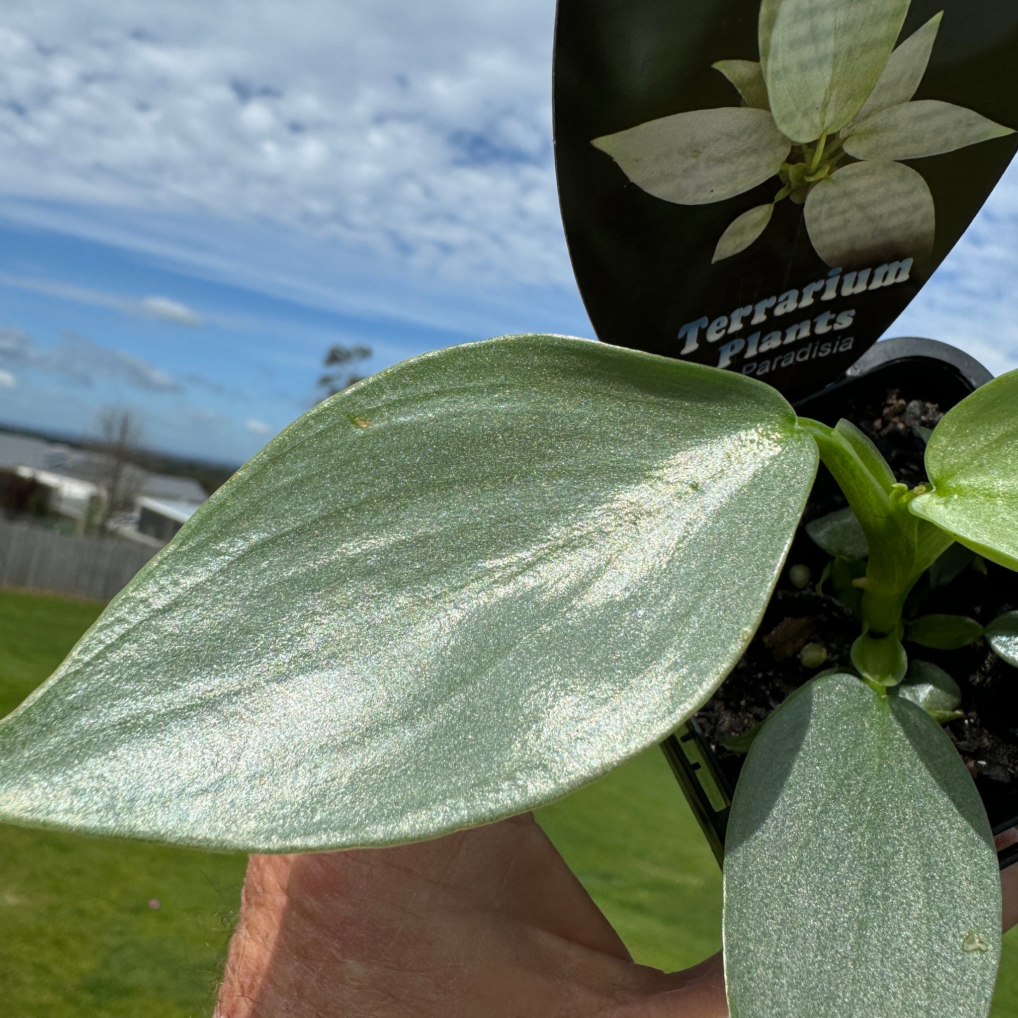 Philodendron hastatum 'Silver Sword'