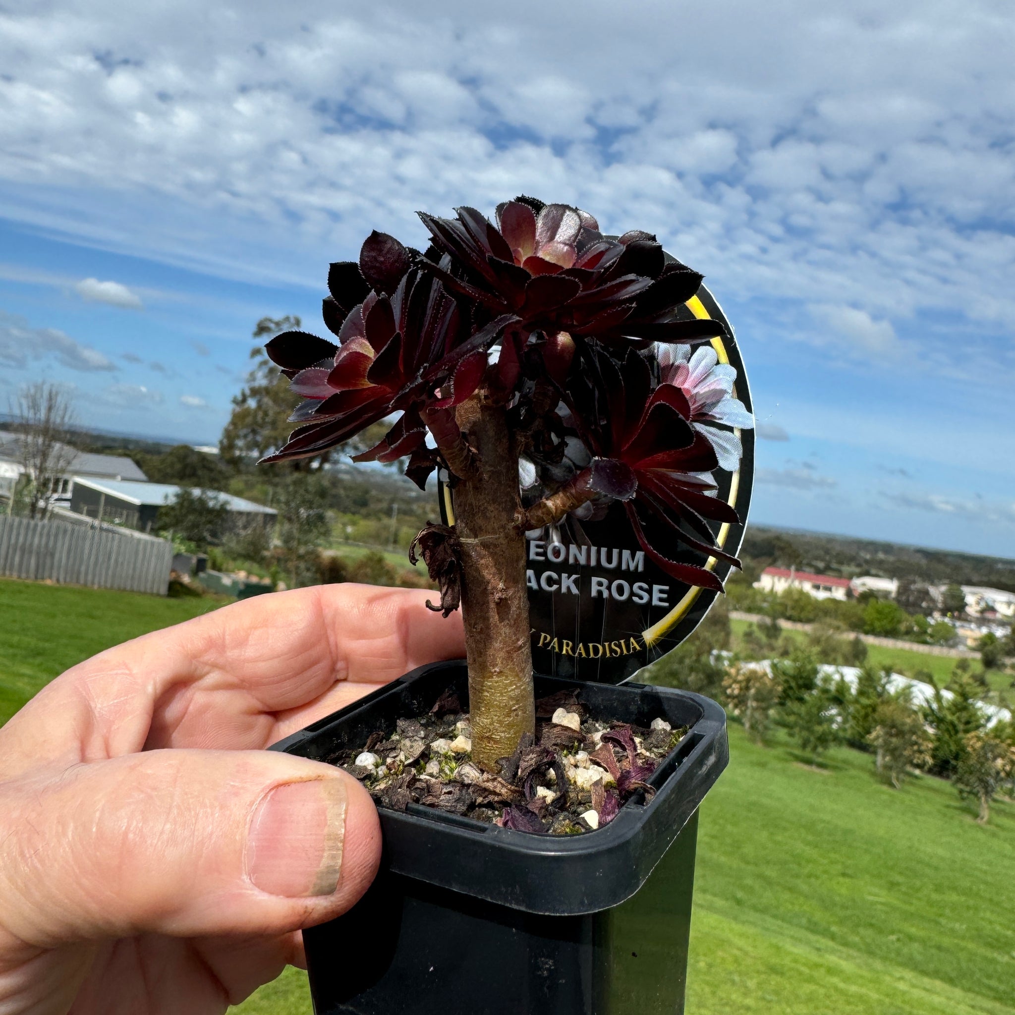 Aeonium 'Black Rose'