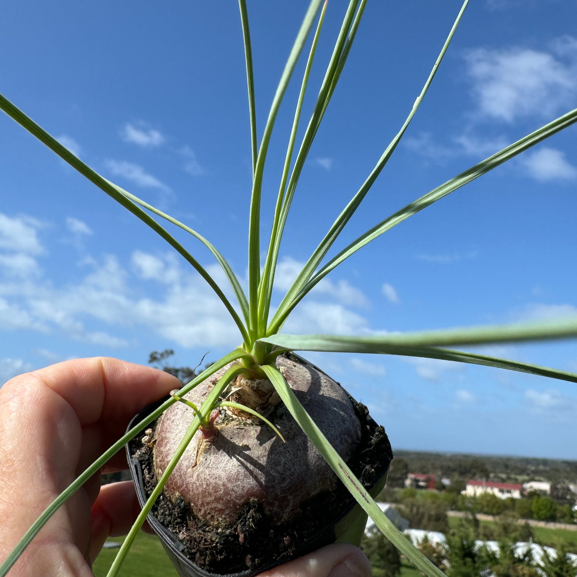 Calibanus hookeri Rare Caudiciform