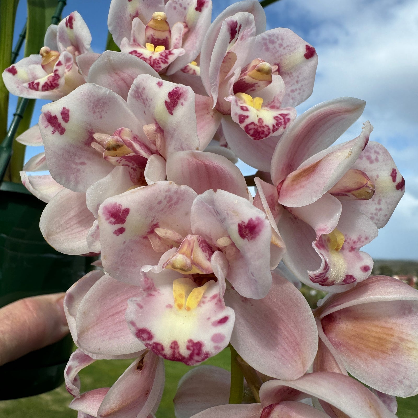 Cymbidium  Little Sarah 'Freak Scene' One Off Special offering in bloom