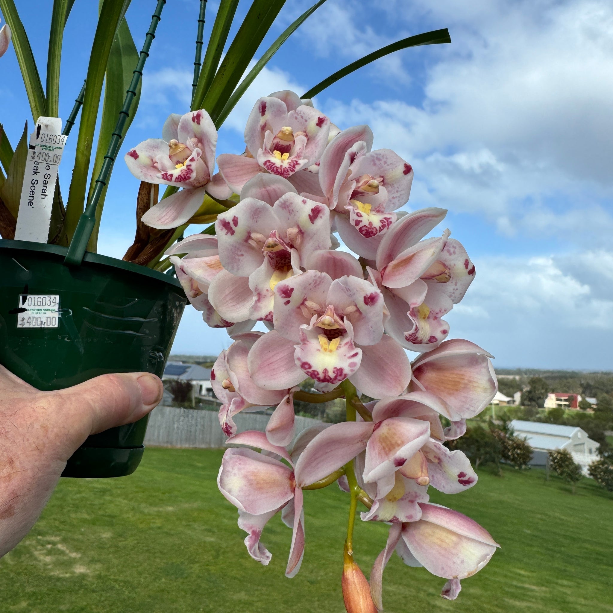 Cymbidium  Little Sarah 'Freak Scene' One Off Special offering in bloom