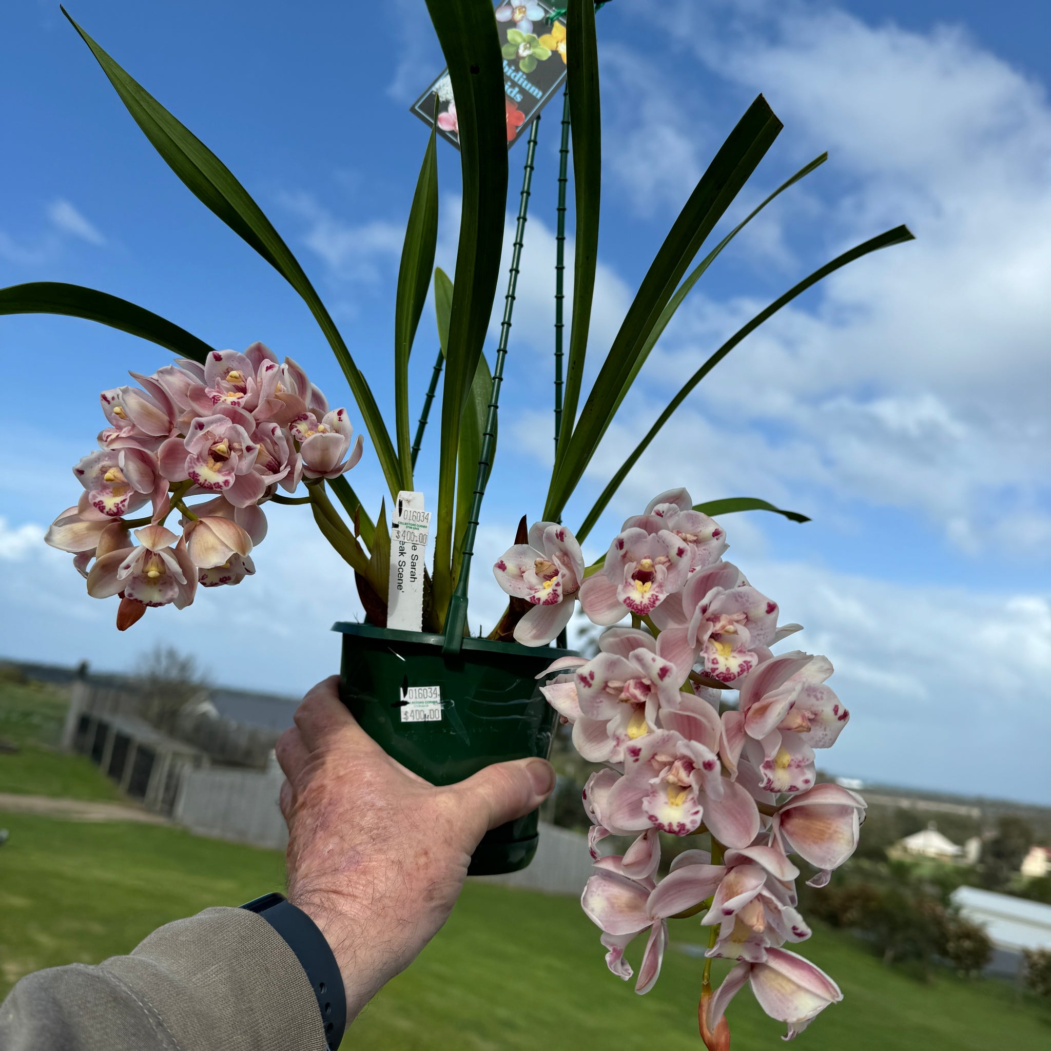 Cymbidium  Little Sarah 'Freak Scene' One Off Special offering in bloom