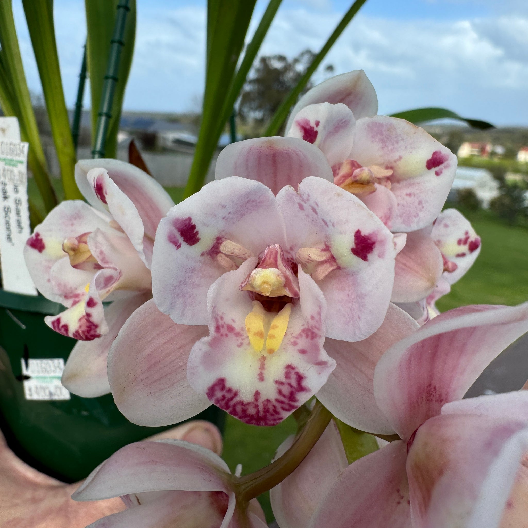 Cymbidium  Little Sarah 'Freak Scene' One Off Special offering in bloom