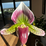 Paphiopedilum Unknown maudiae hybrid in bloom