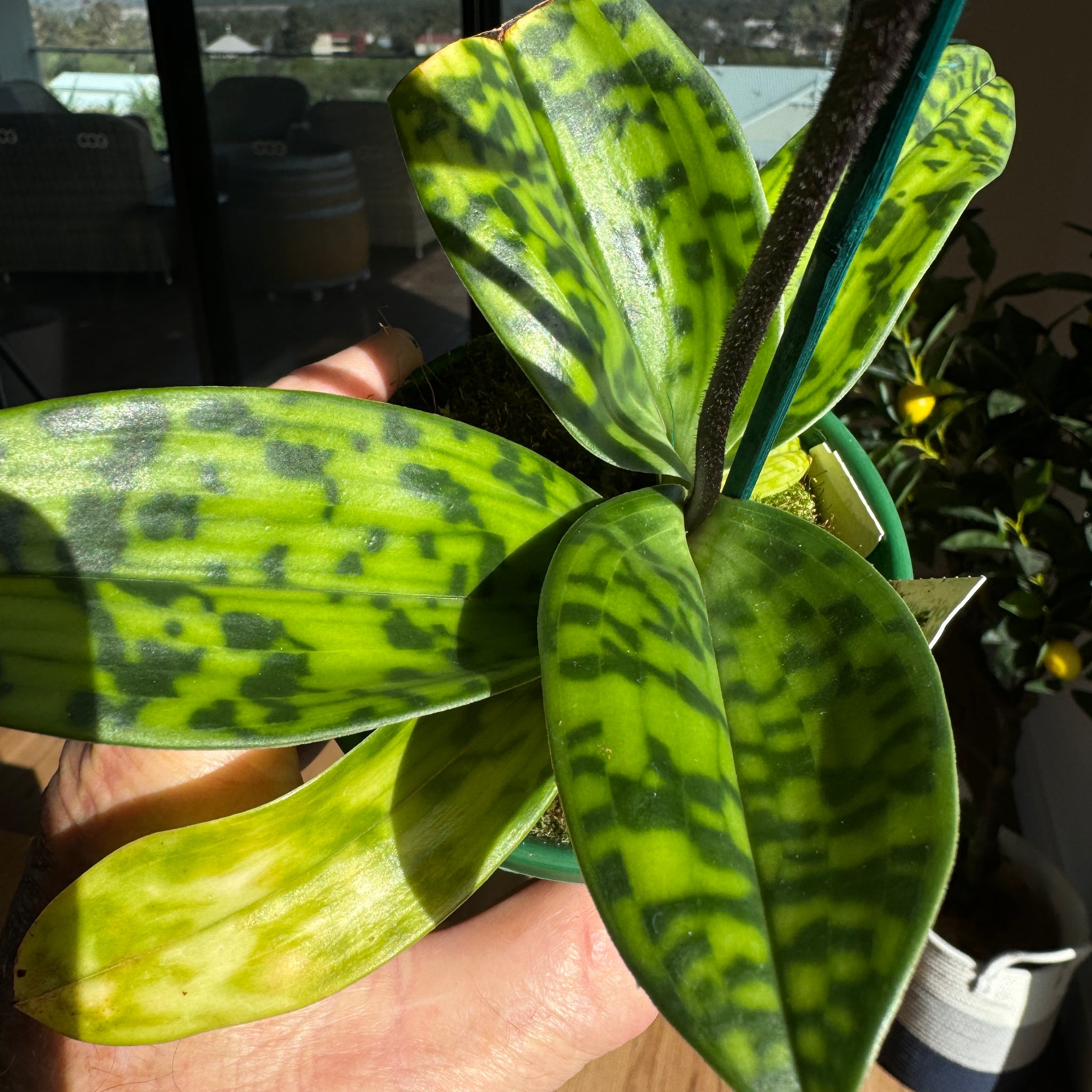 Paphiopedilum Unknown maudiae hybrid in bloom