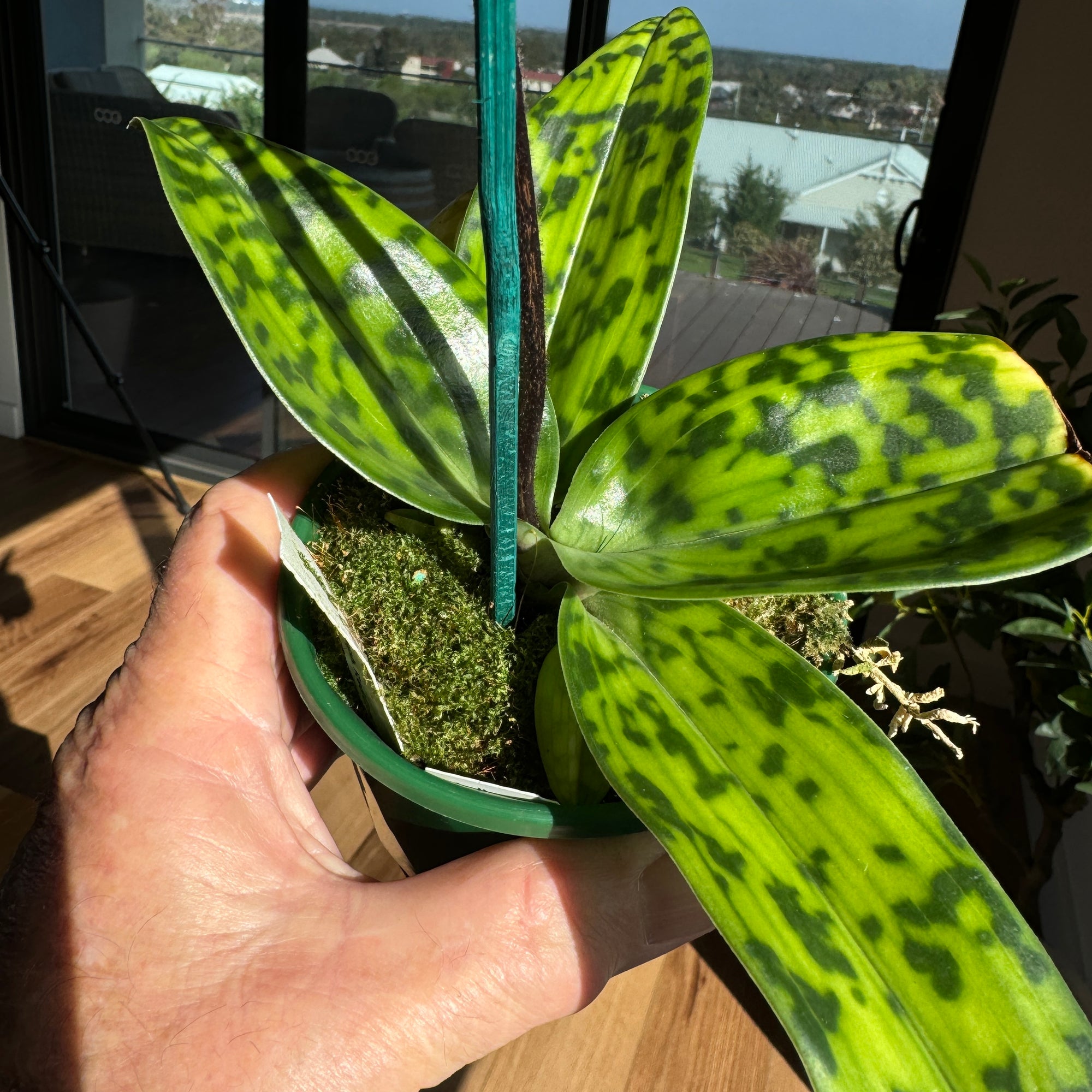 Paphiopedilum Unknown maudiae hybrid in bloom