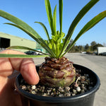 Euphorbia bupleurifolia (NOT FOR WA)