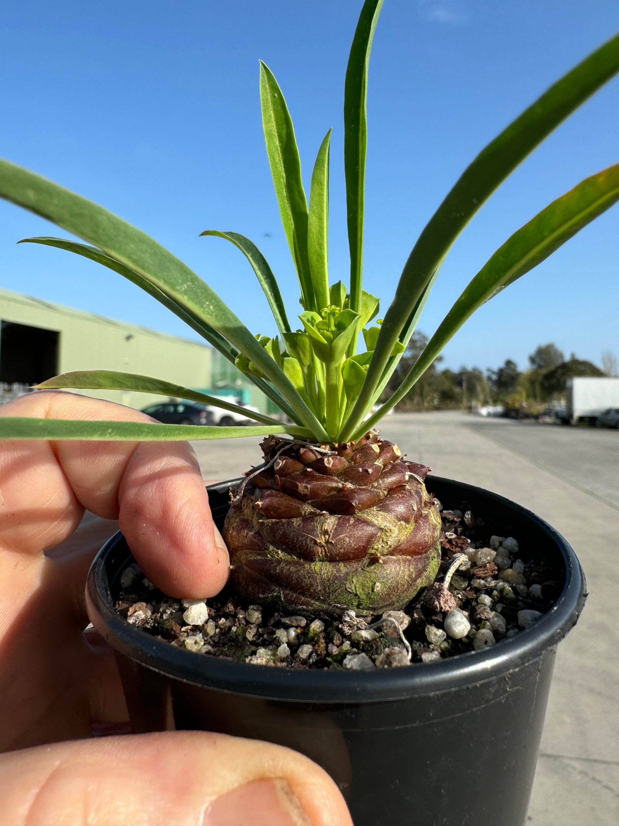 Euphorbia bupleurifolia - The Pineapple Spurge