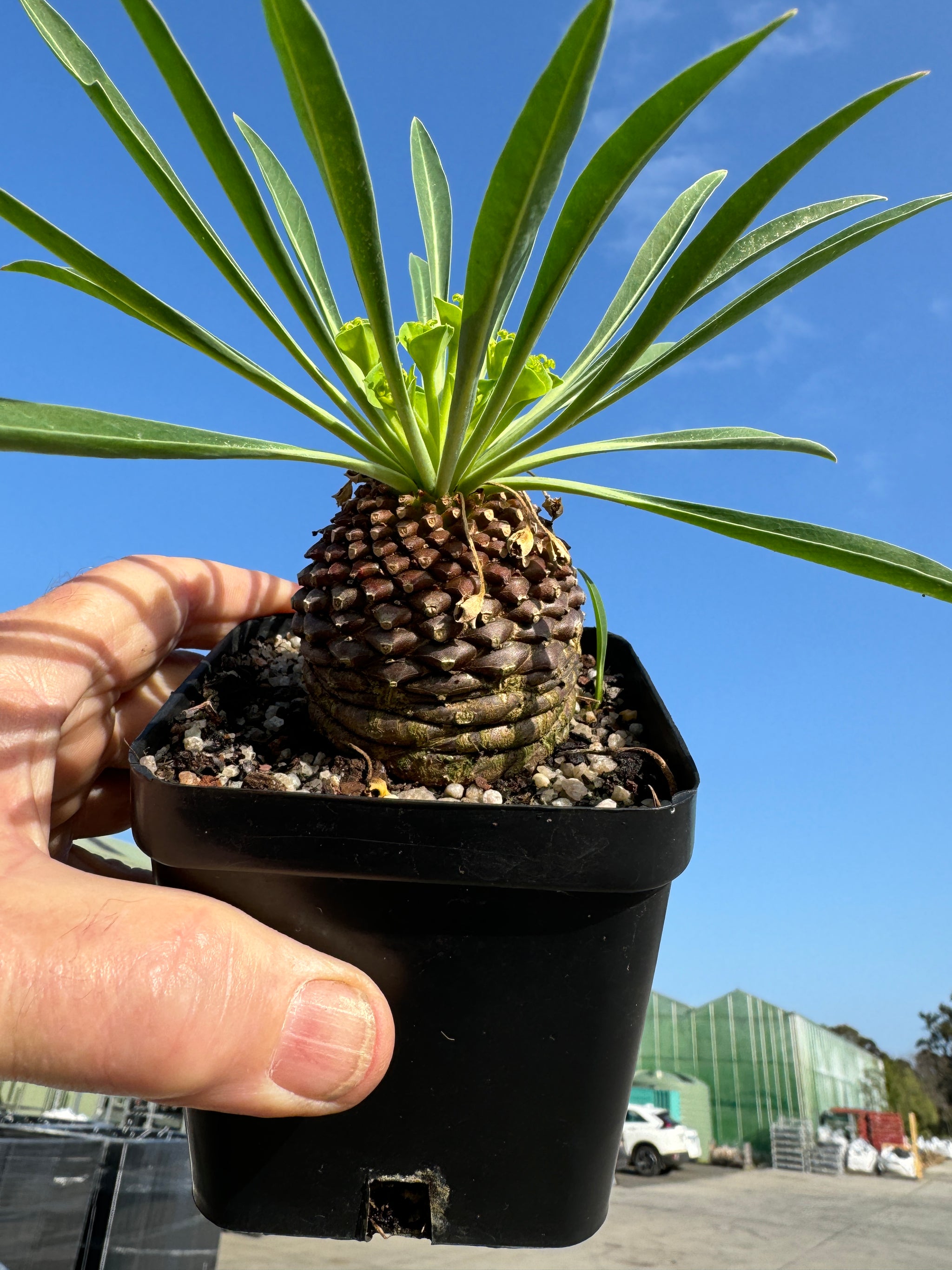 Euphorbia bupleurifolia (NOT FOR WA)