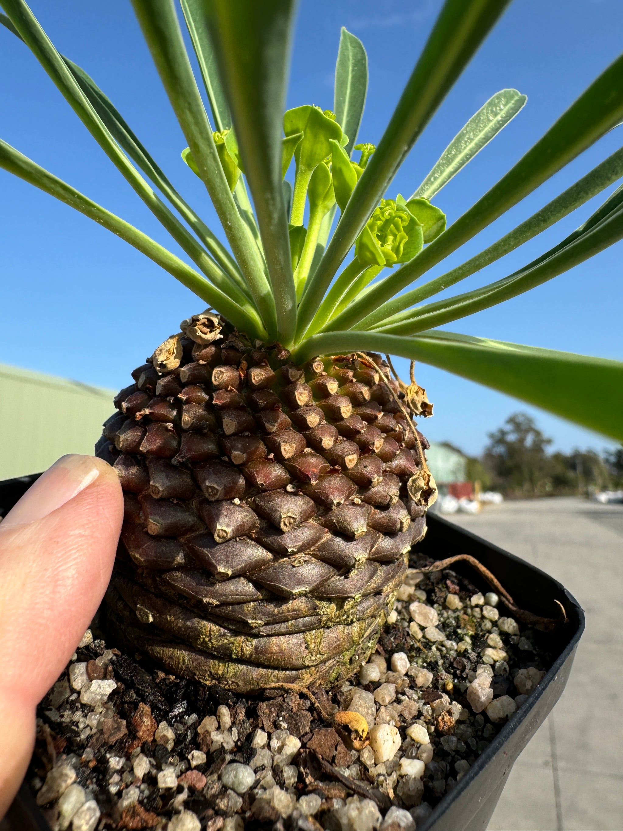 Euphorbia bupleurifolia (NOT FOR WA)