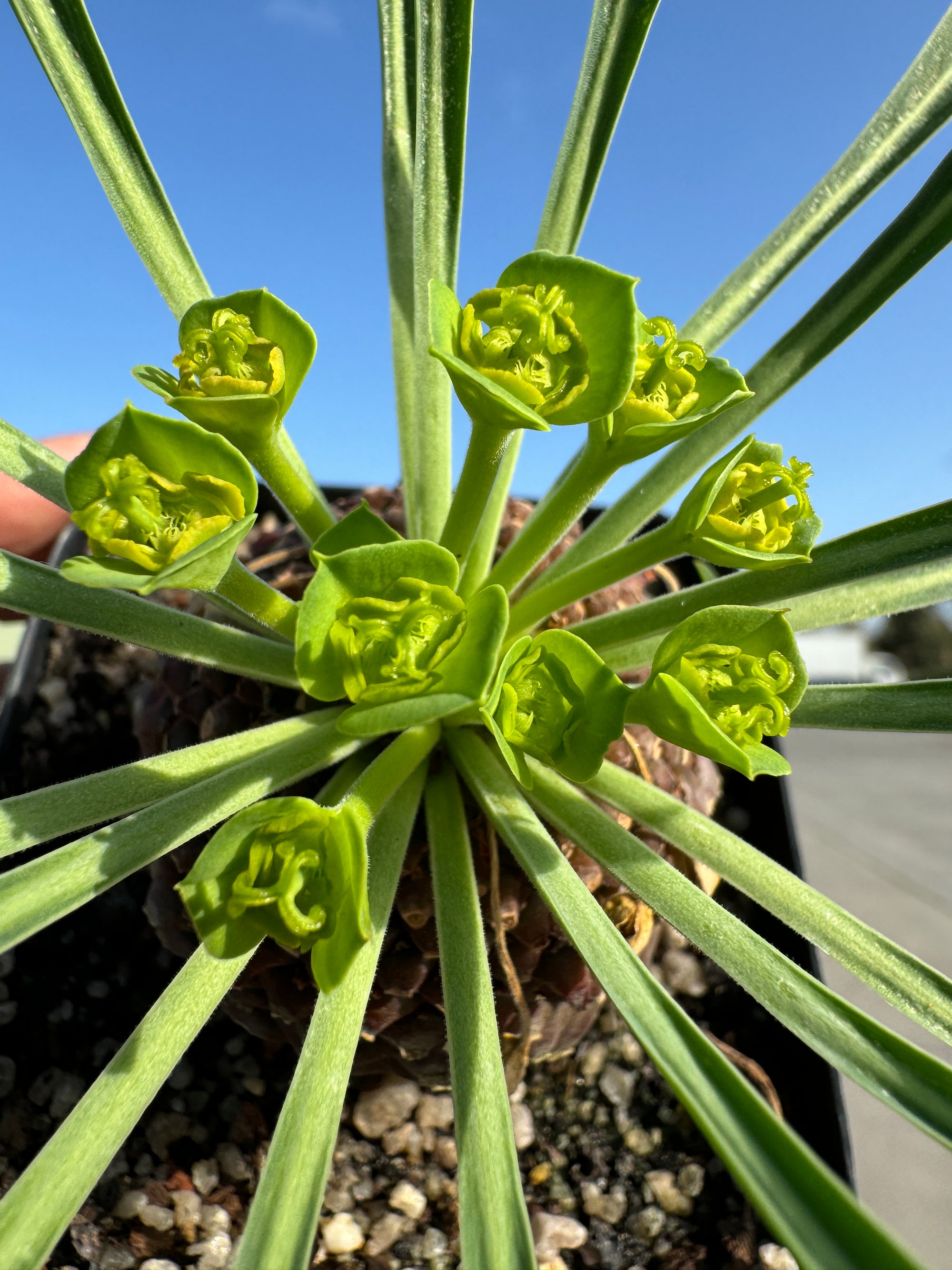 Euphorbia bupleurifolia (NOT FOR WA)