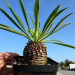 Euphorbia bupleurifolia (WA Prohibited)