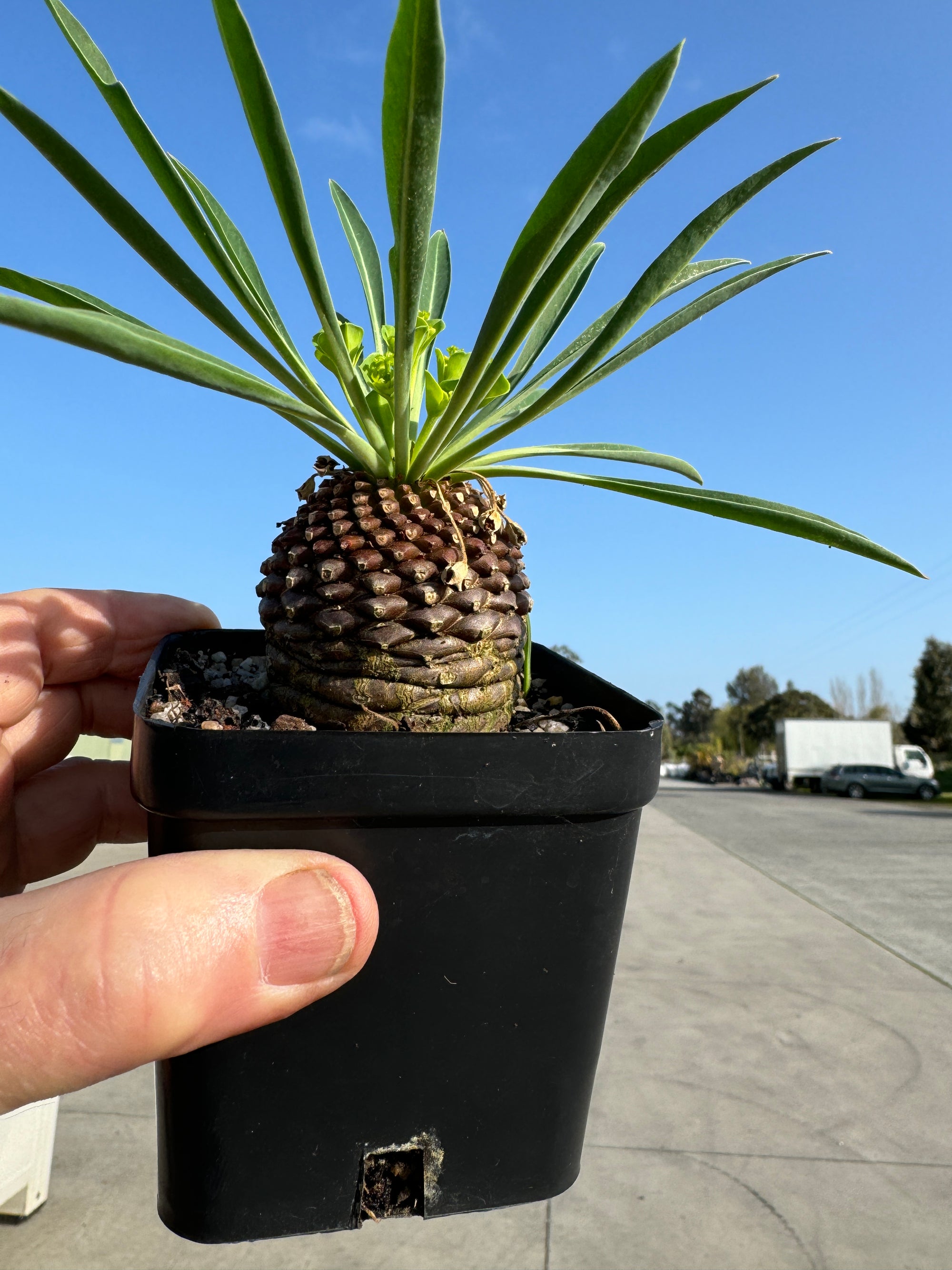 Euphorbia bupleurifolia (NOT FOR WA)