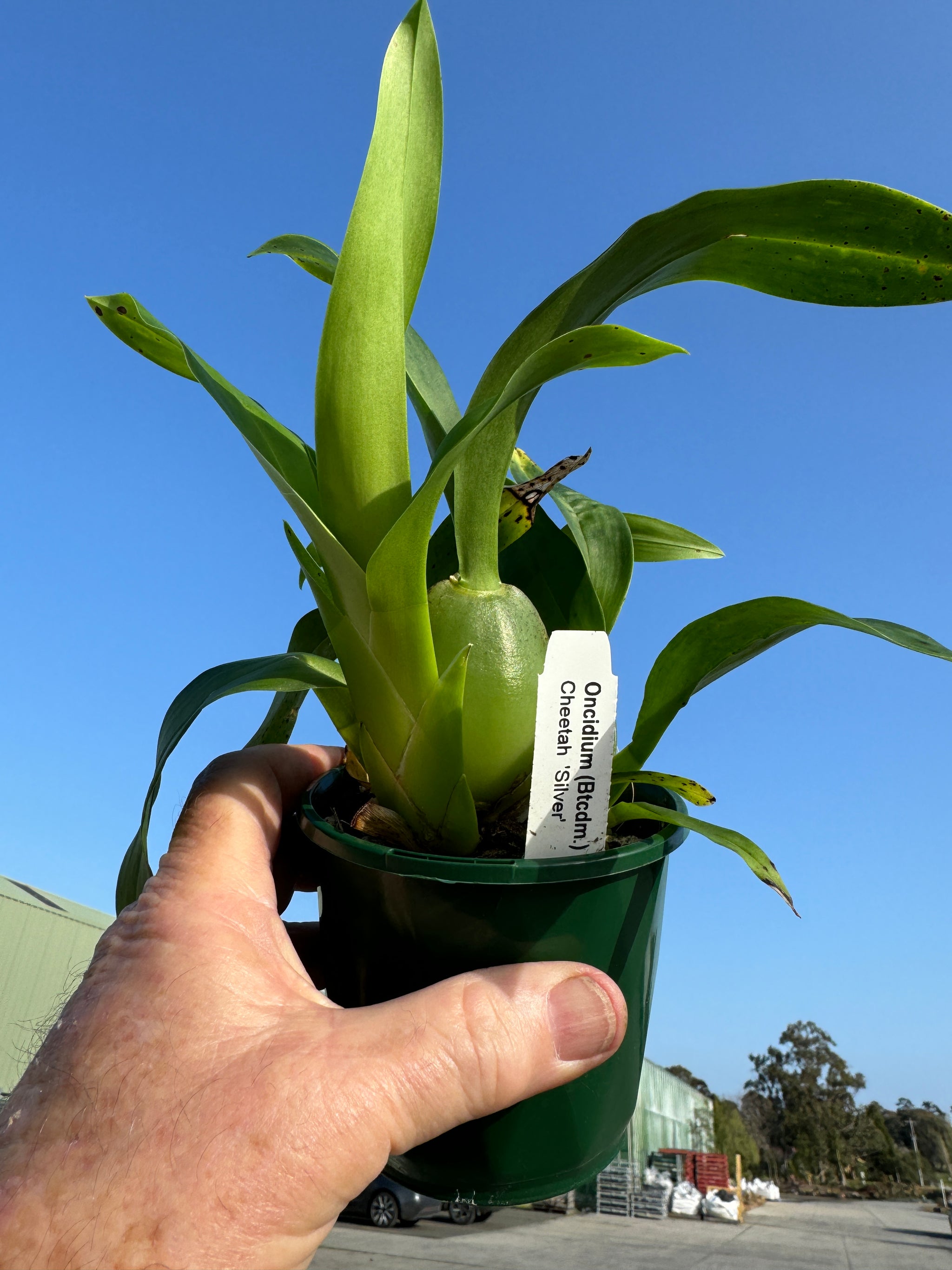 Oncidium Colmanara Cheeta 'Silver'