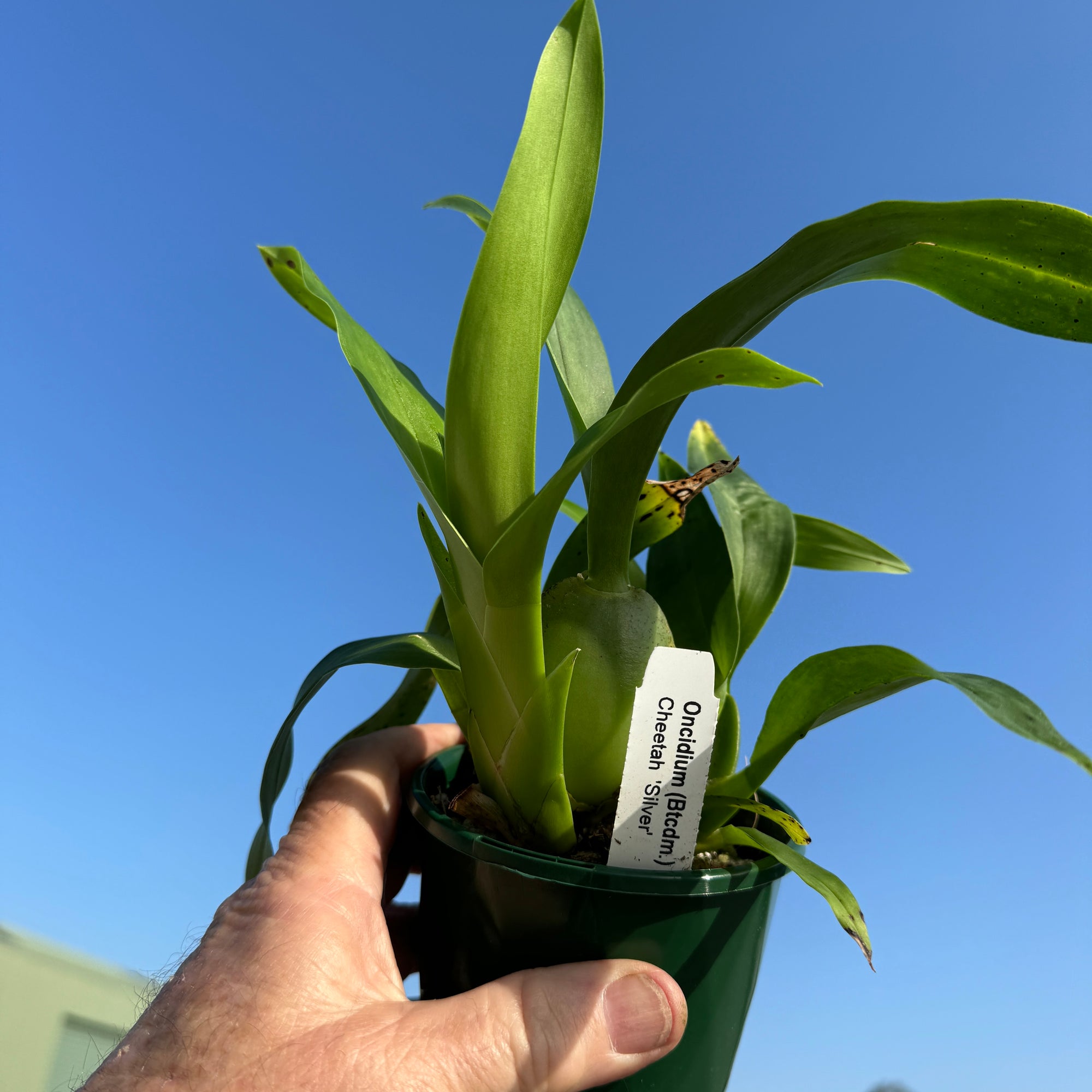 Oncidium Colmanara Cheeta 'Silver'