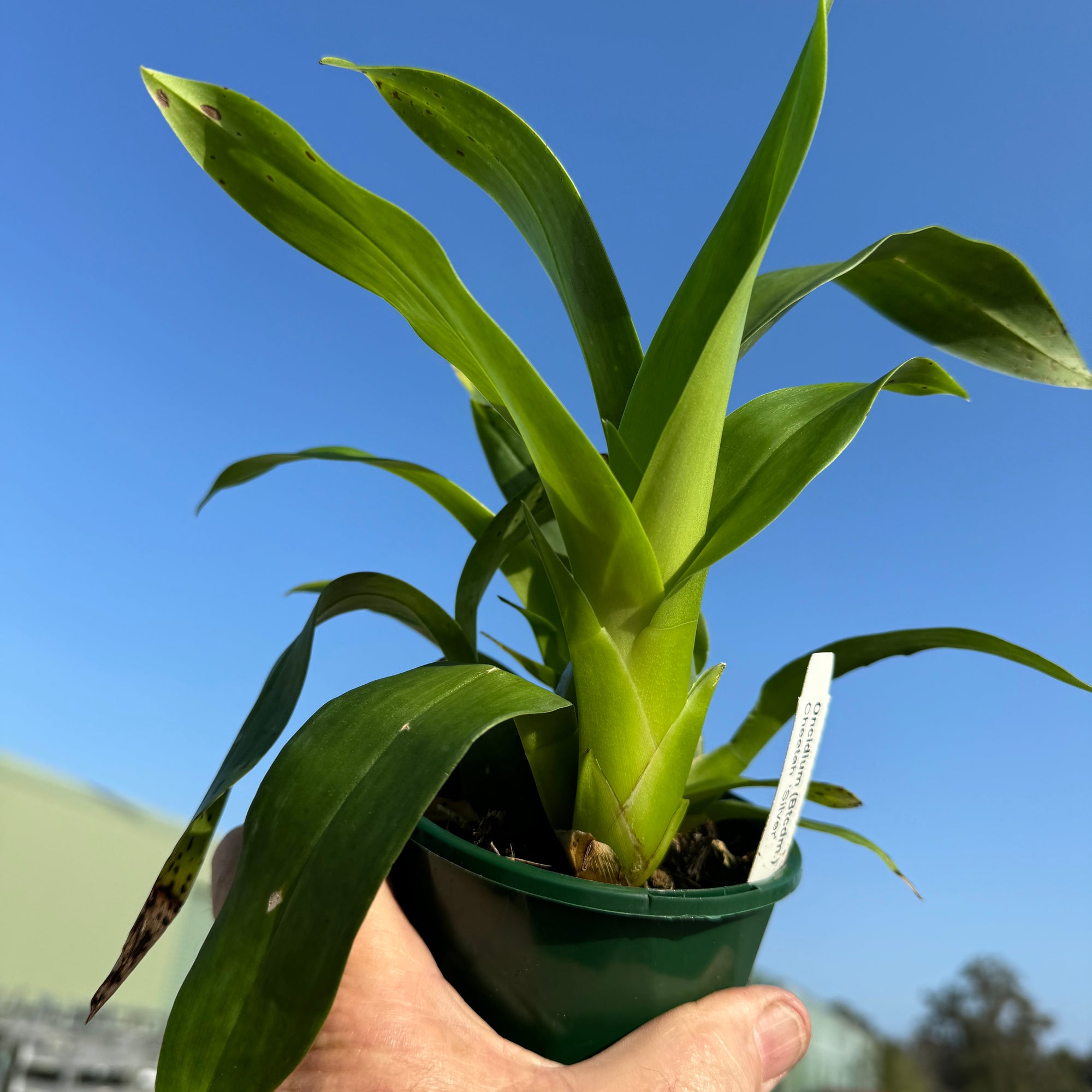 Oncidium Colmanara Cheeta 'Silver'