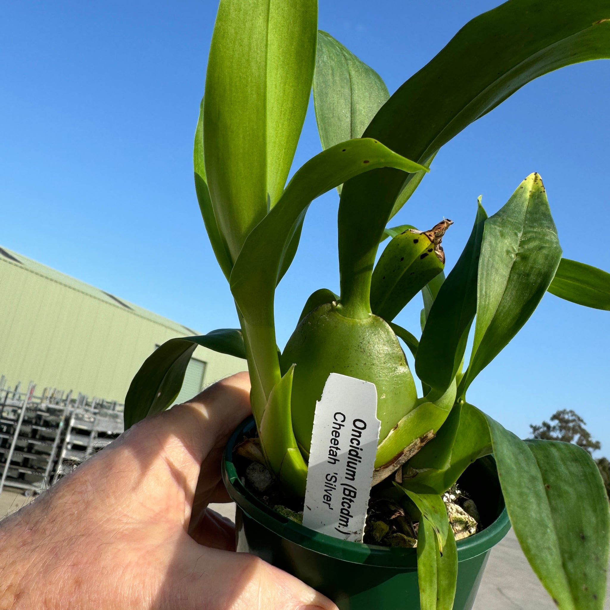 Oncidium Colmanara Cheeta 'Silver'