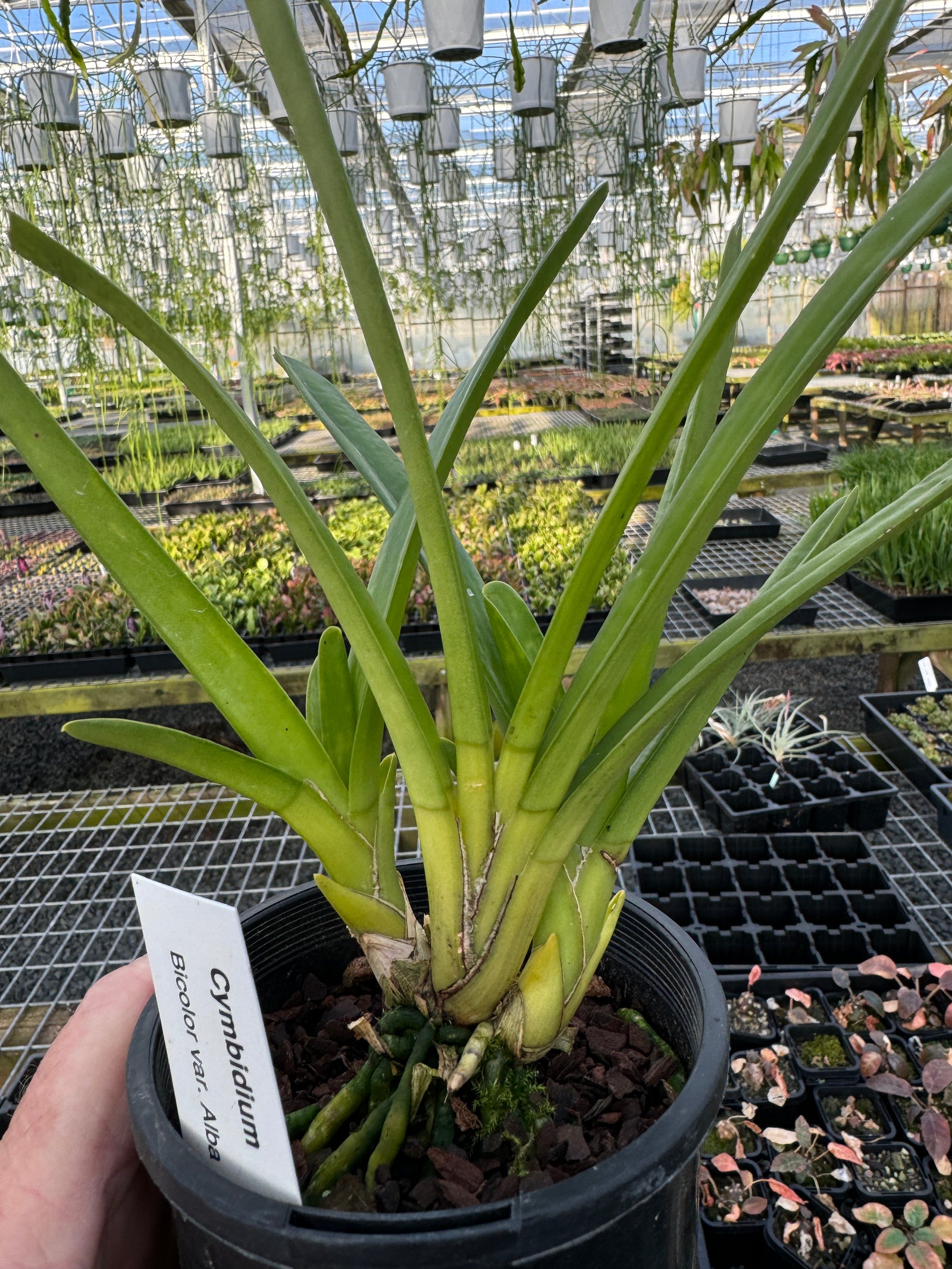 Cymbidium bicolour alba Extremely rare species varient  10 only