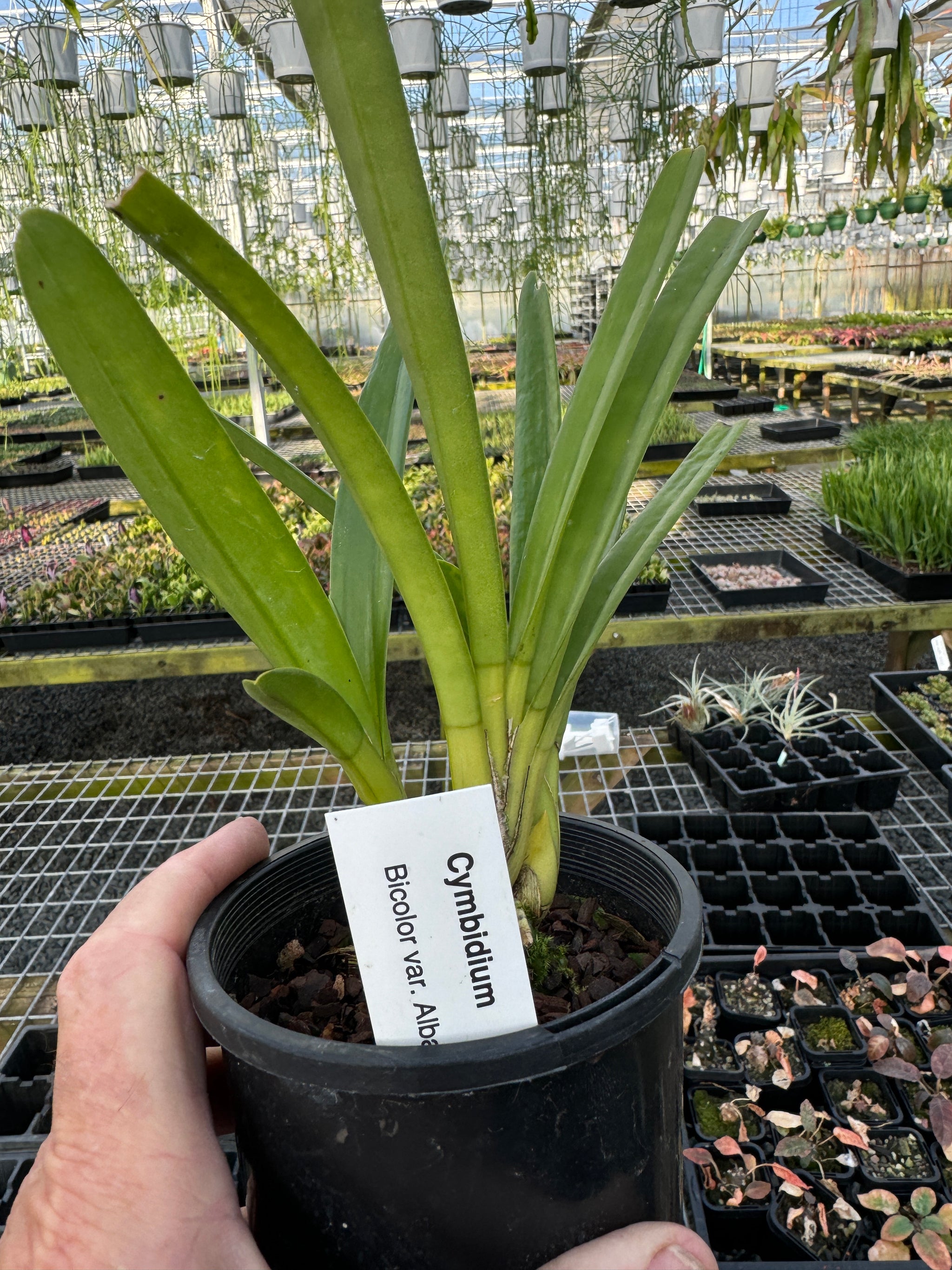 Cymbidium bicolour alba Extremely rare species varient  10 only