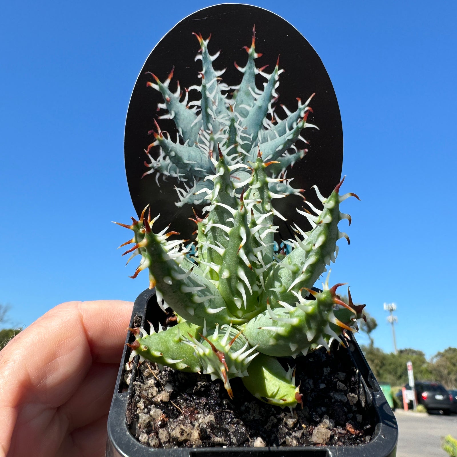 Aloe erinacae