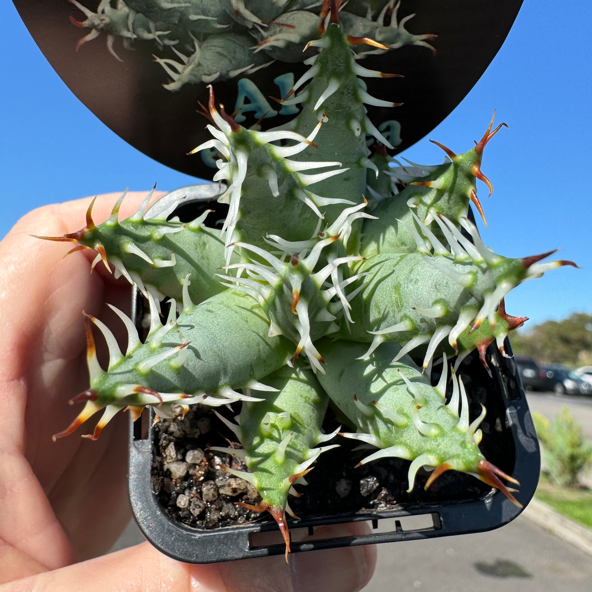 Aloe erinacea