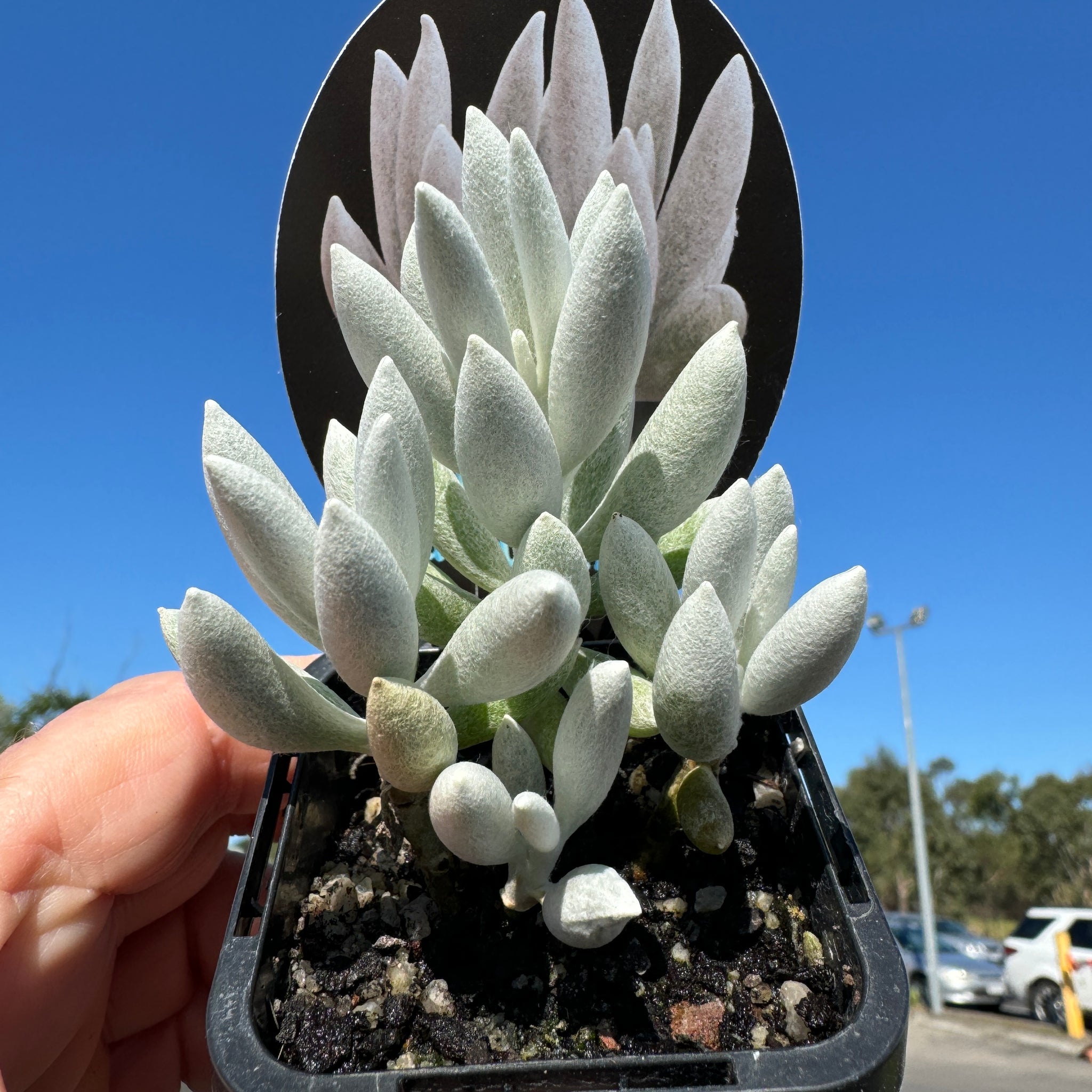 Senecio haworthii  The Cocoon Plant