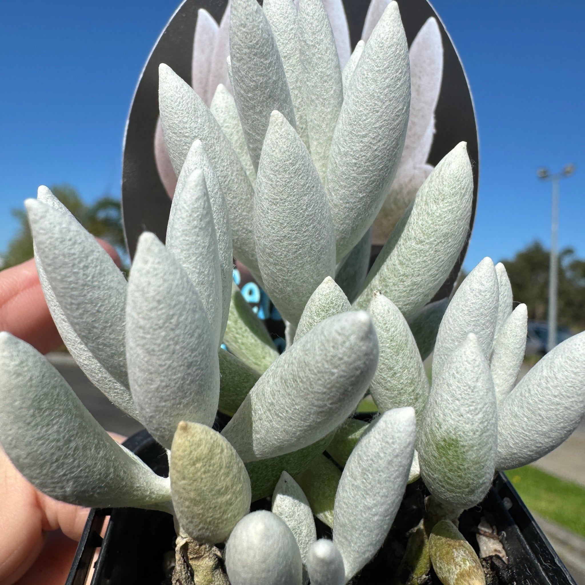 Senecio haworthii  The Cocoon Plant