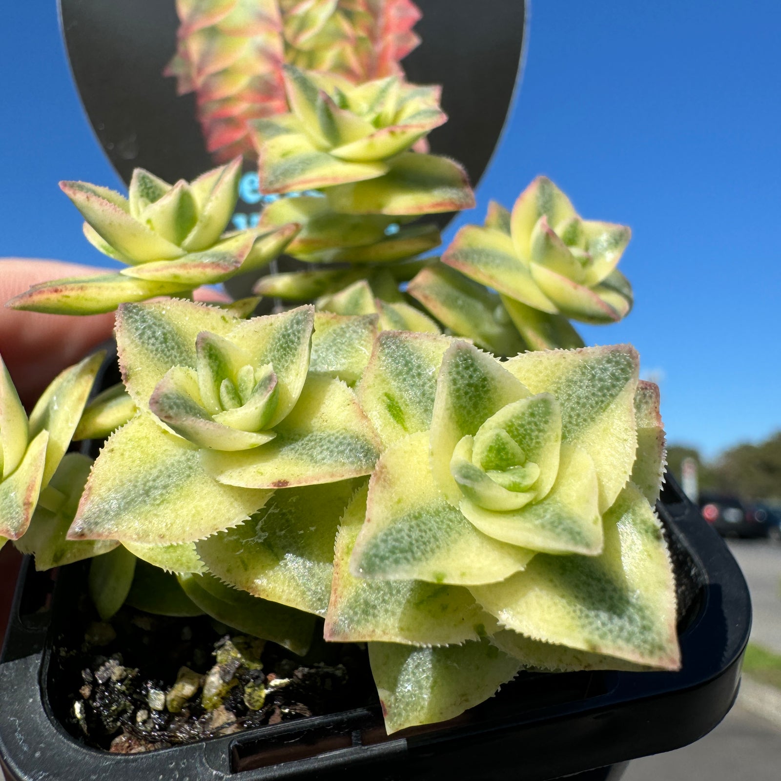 Crassula perforata variagata (Not for WA)