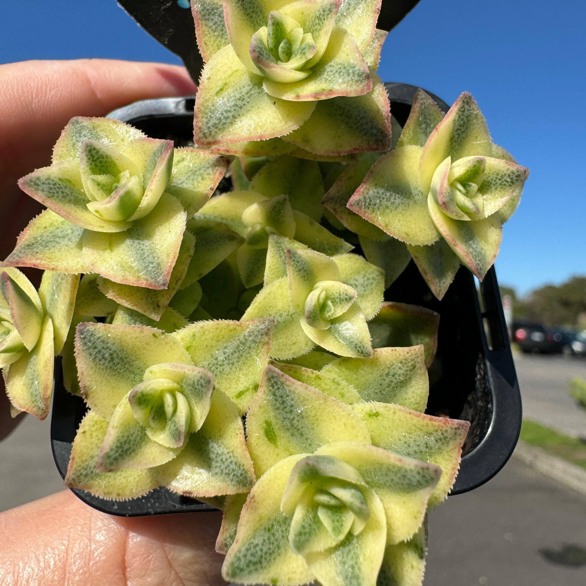 Crassula perforata variagata (Not for WA)