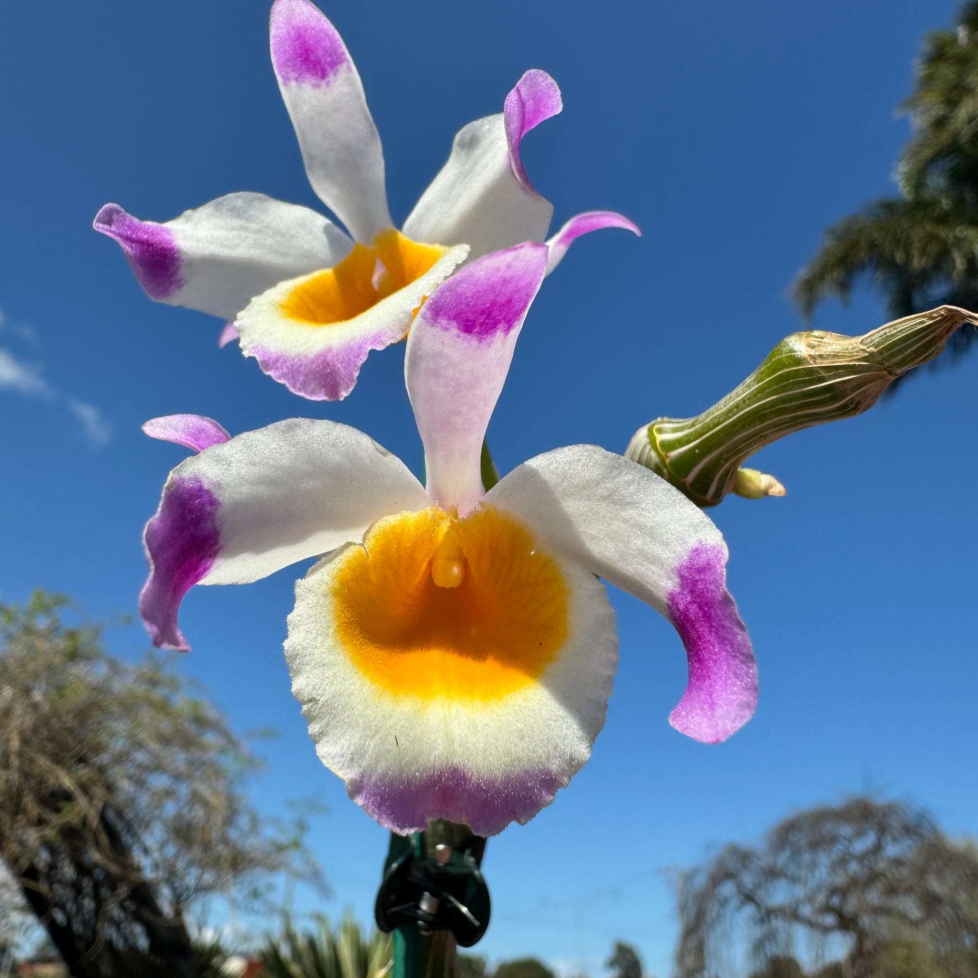 Dendrobium pendulum