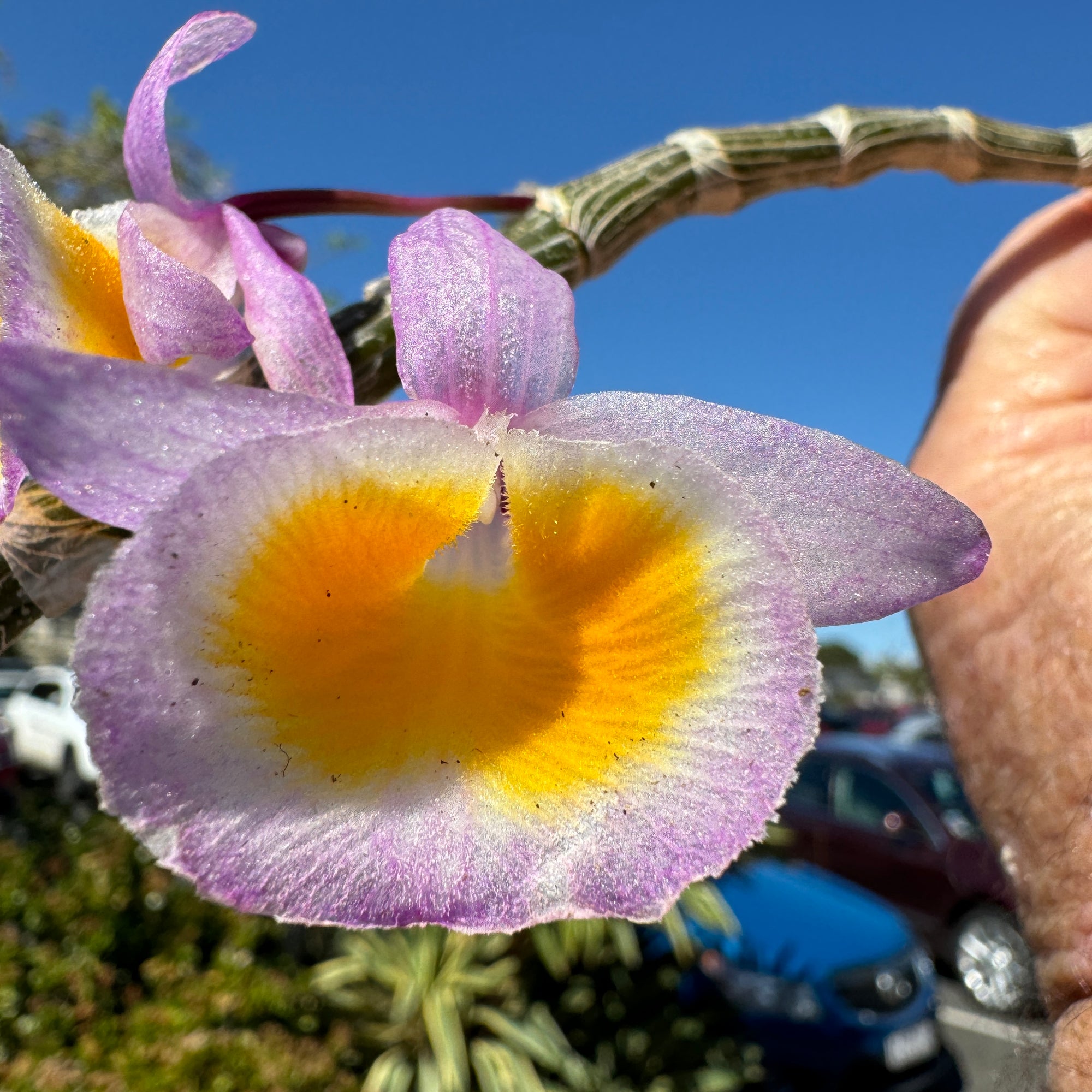 Dendrobium polyanthum