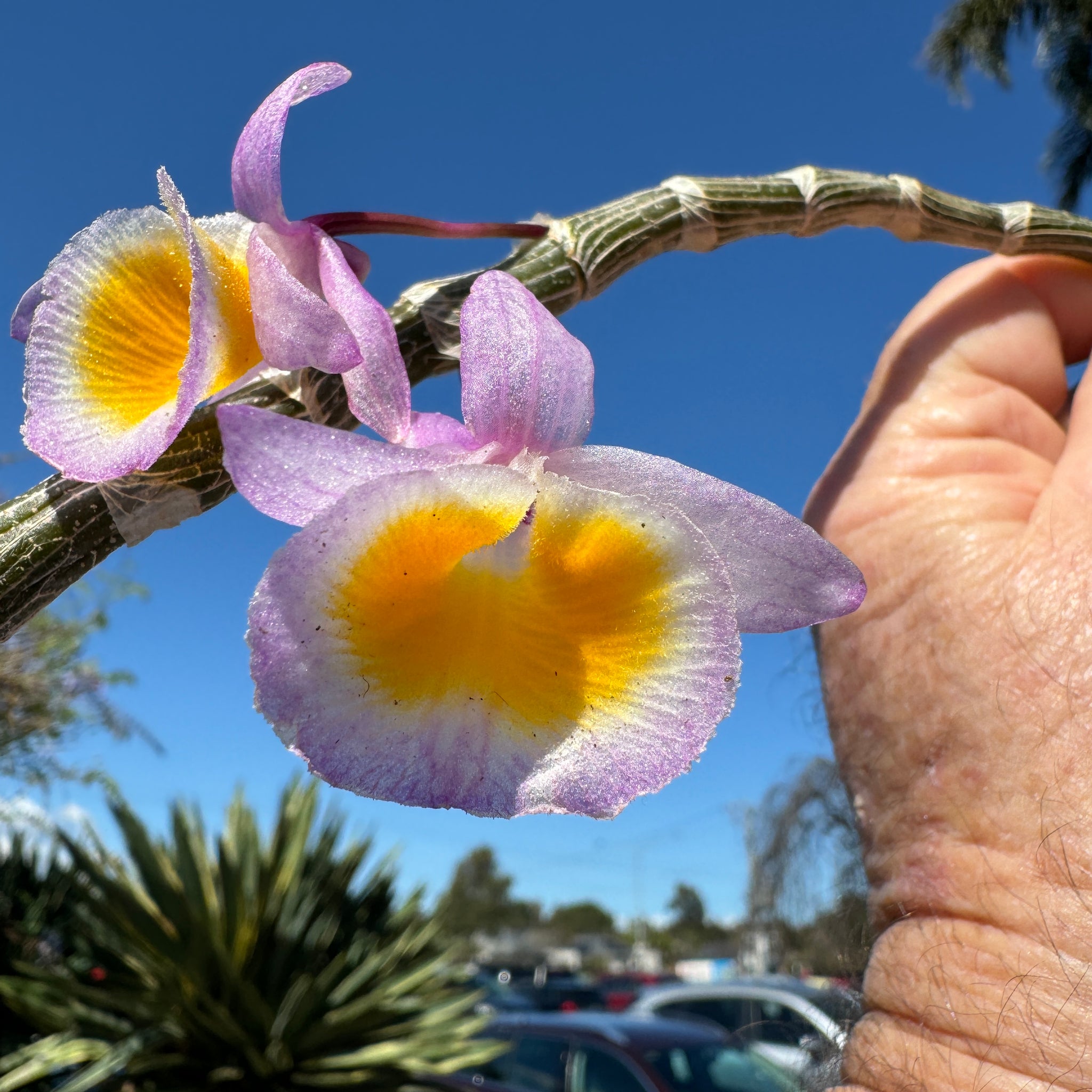 Dendrobium polyanthum