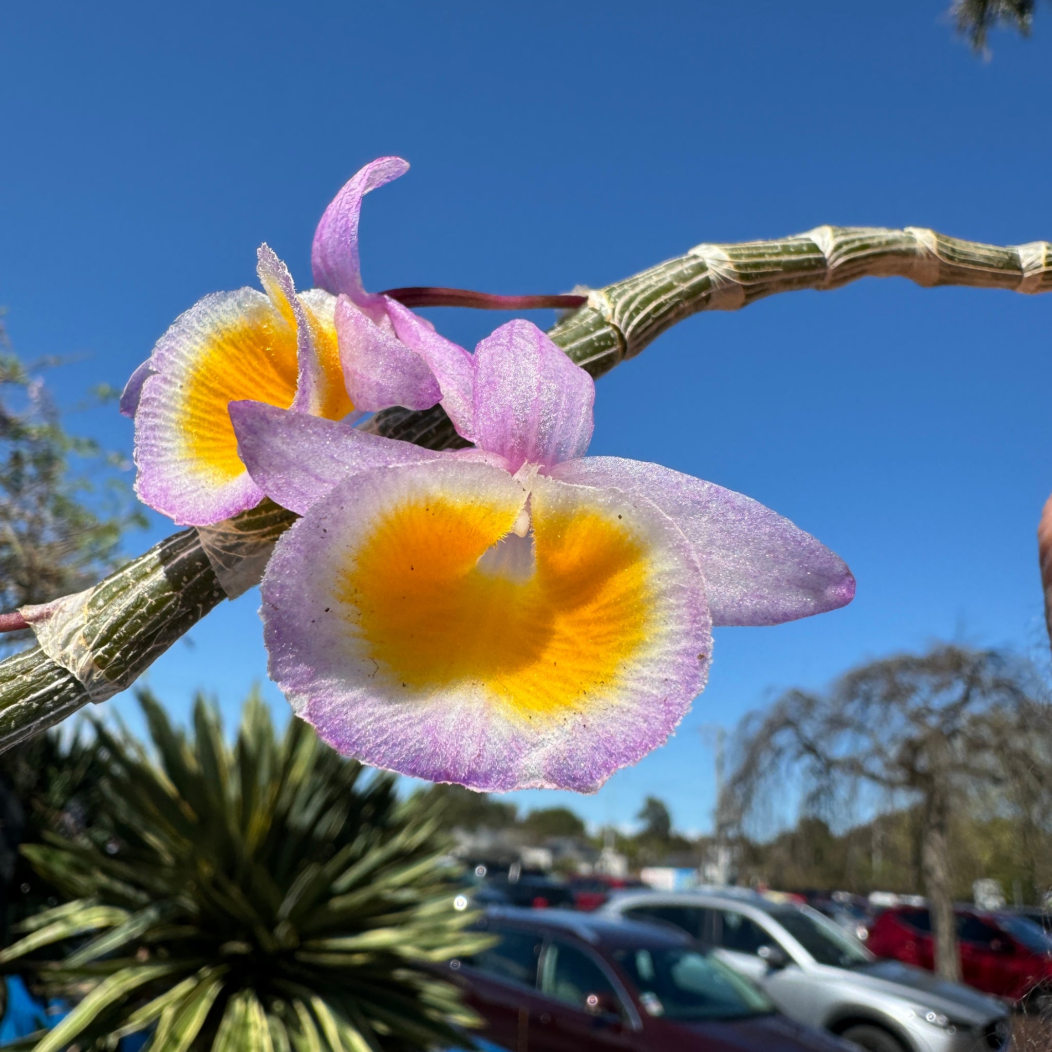 Dendrobium polyanthum