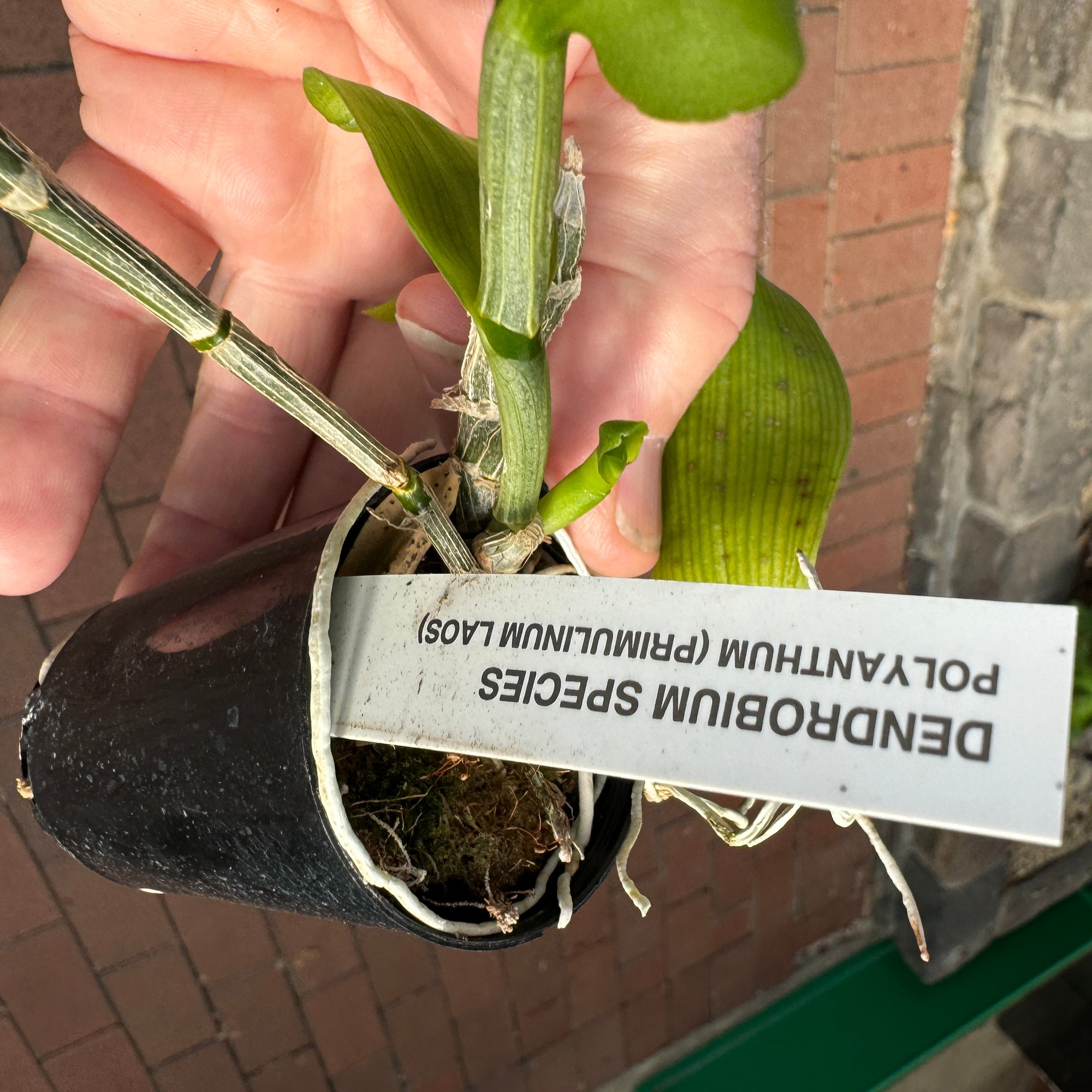 Dendrobium polyanthum