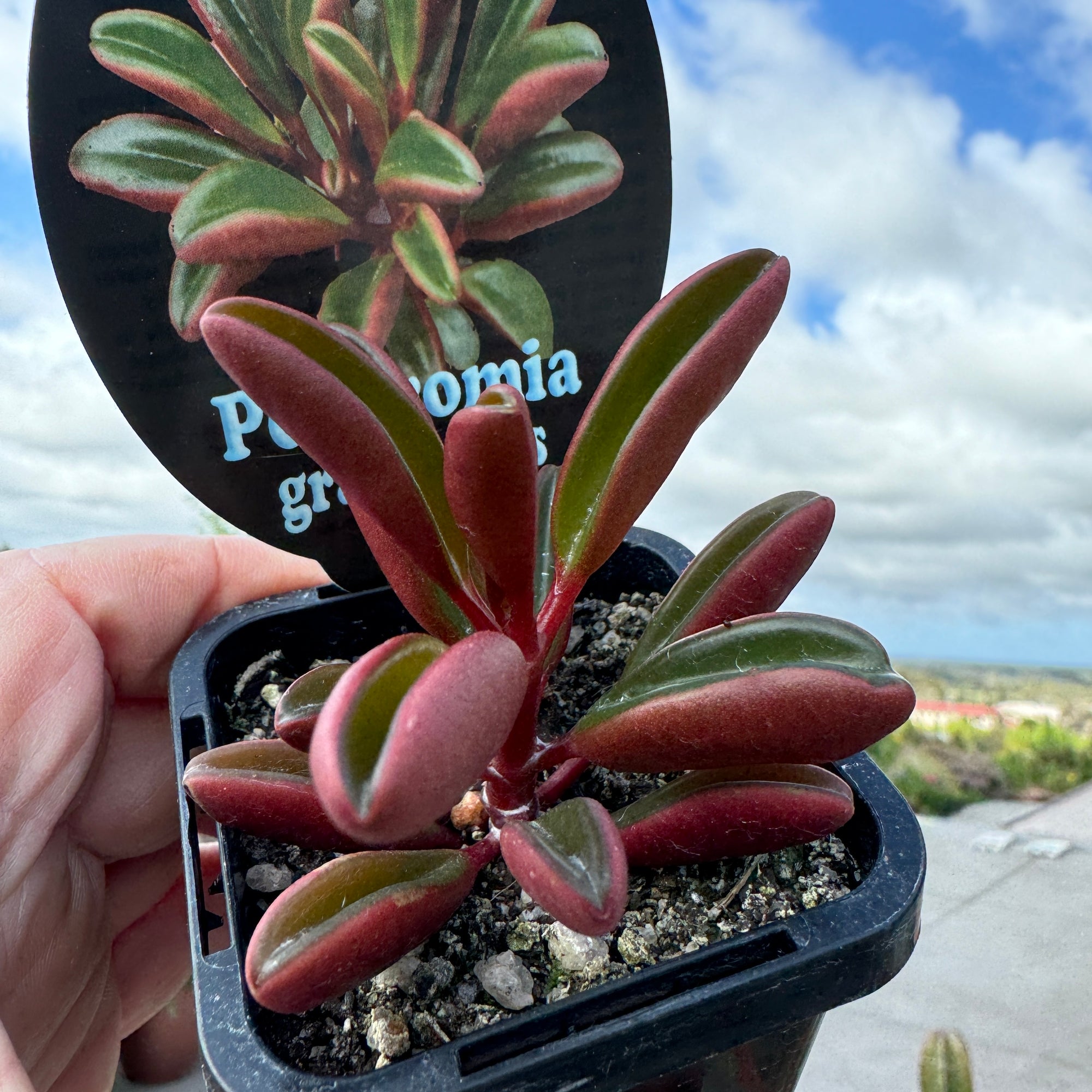 Peperomia graveolens 'Ruby Glow'