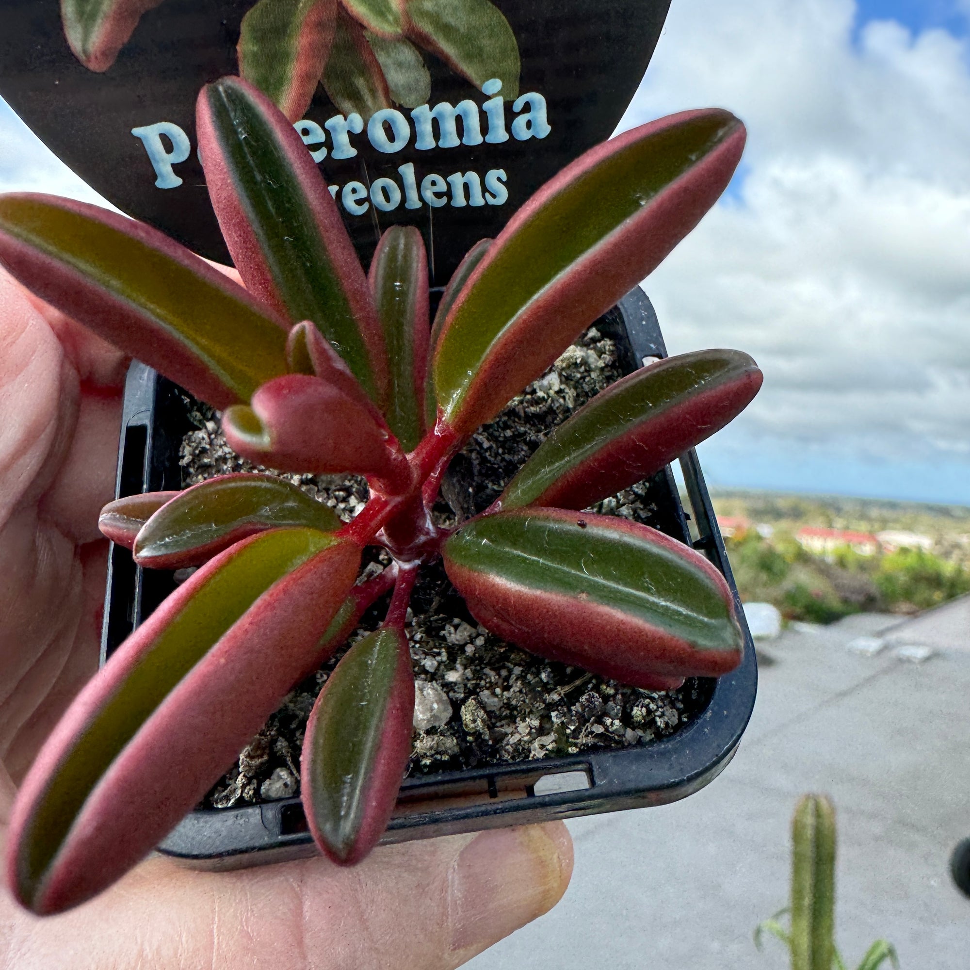 Peperomia graveolens 'Ruby Glow'