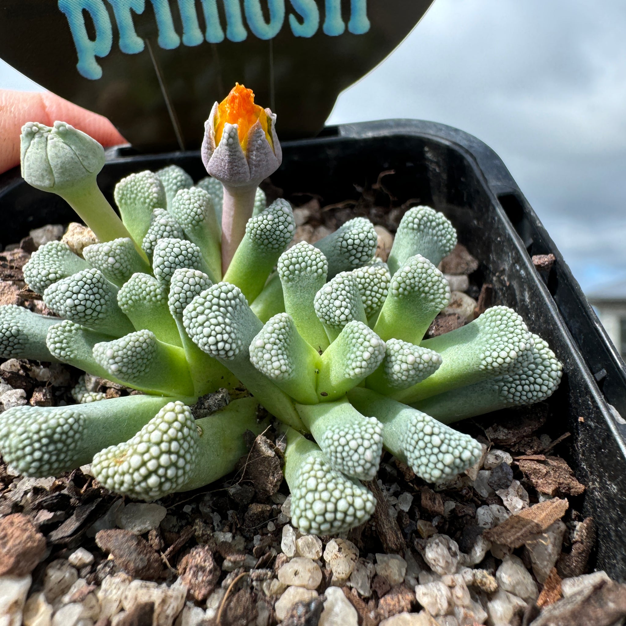 Titanopsis primosii