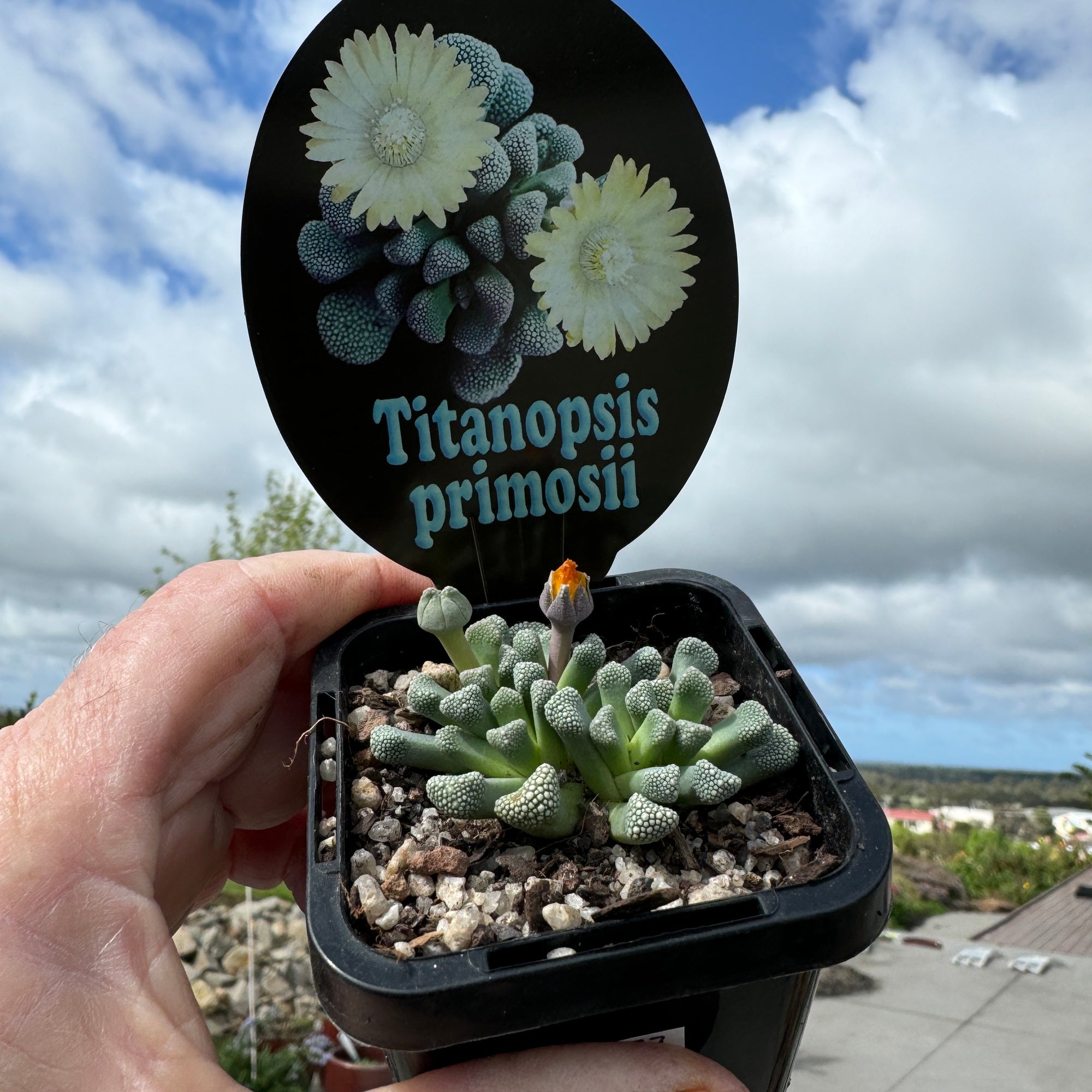 Titanopsis primosii